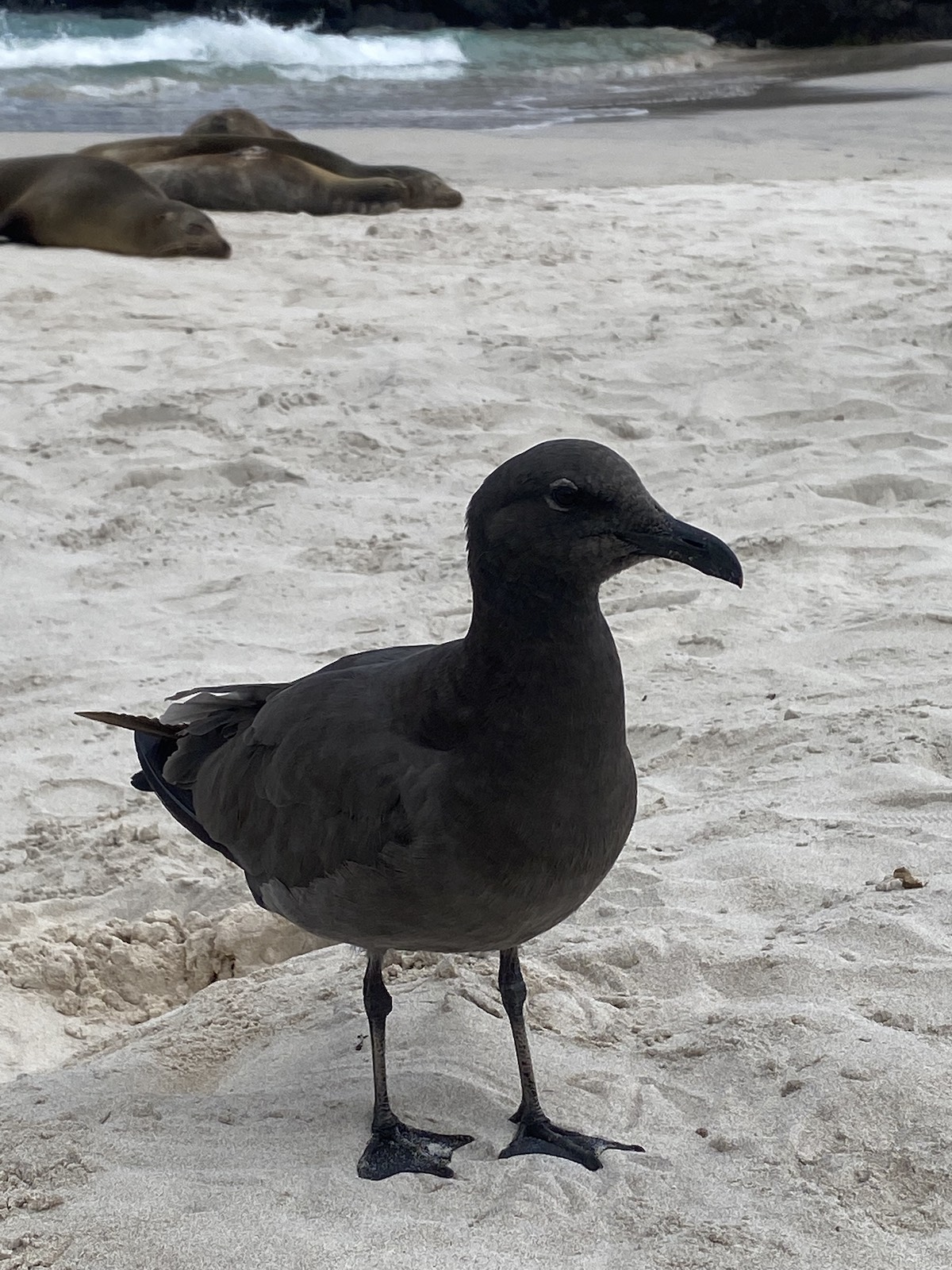 Vögel in Punta Pitt Galapagos