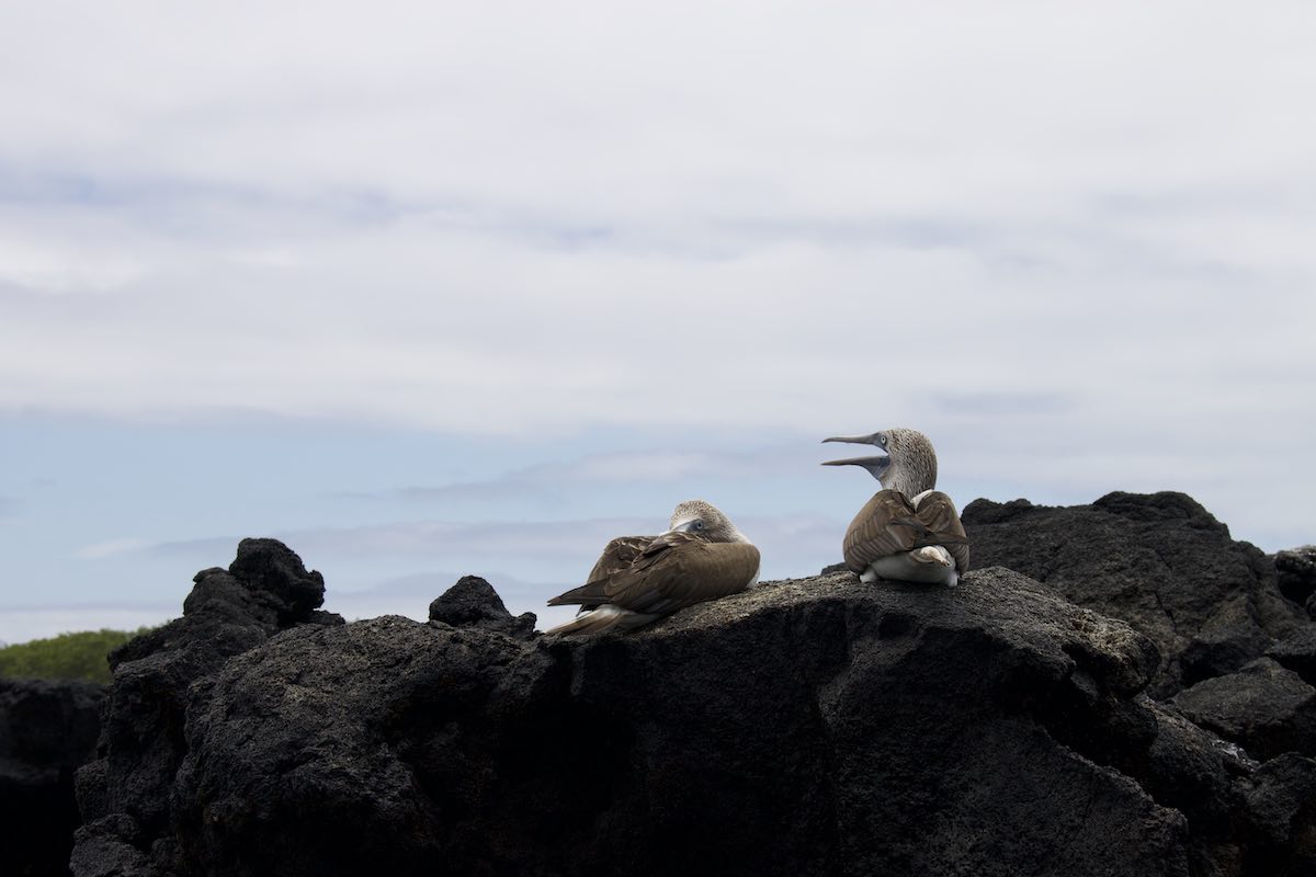 Piqueros de patas azules durante el tour de Los Túneles Cabo Rosa Galápagos Piqueros de patas azules durante el tour de Los Túneles Cabo Rosa Galápagos