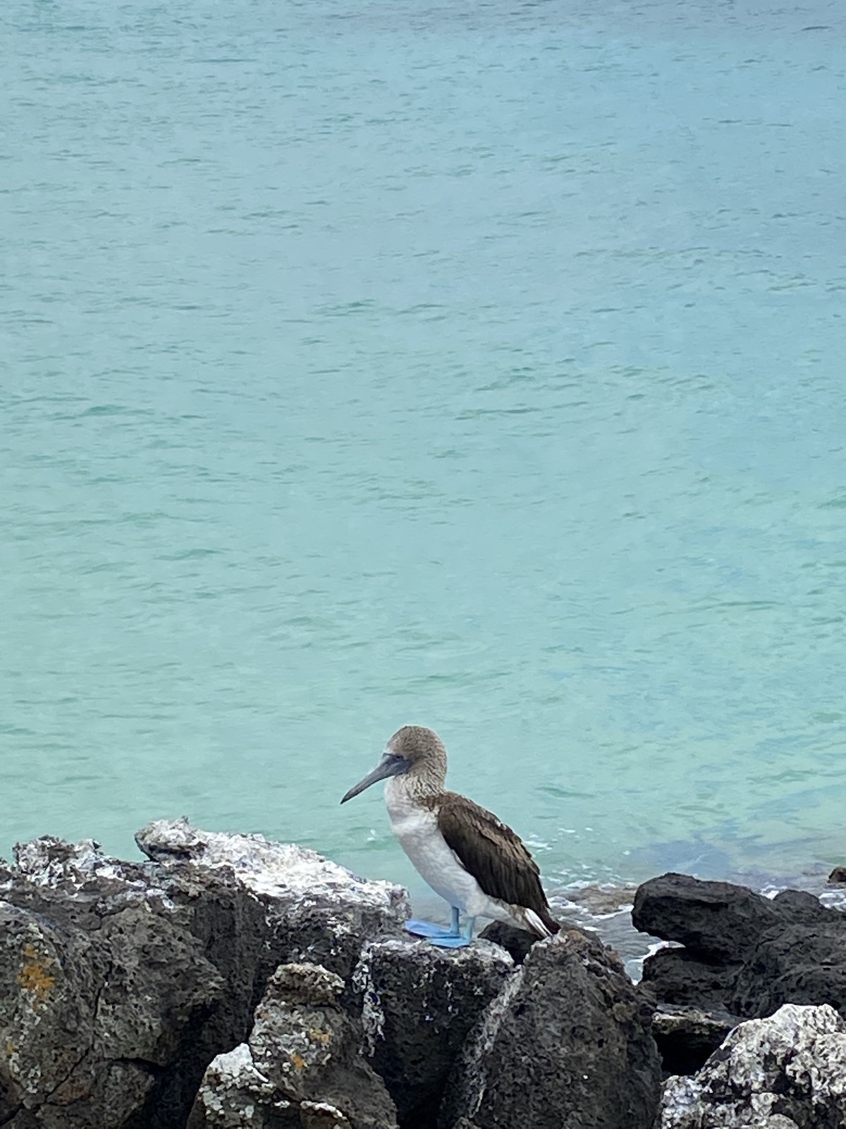 Piquero de patas azules en Isla Lobos