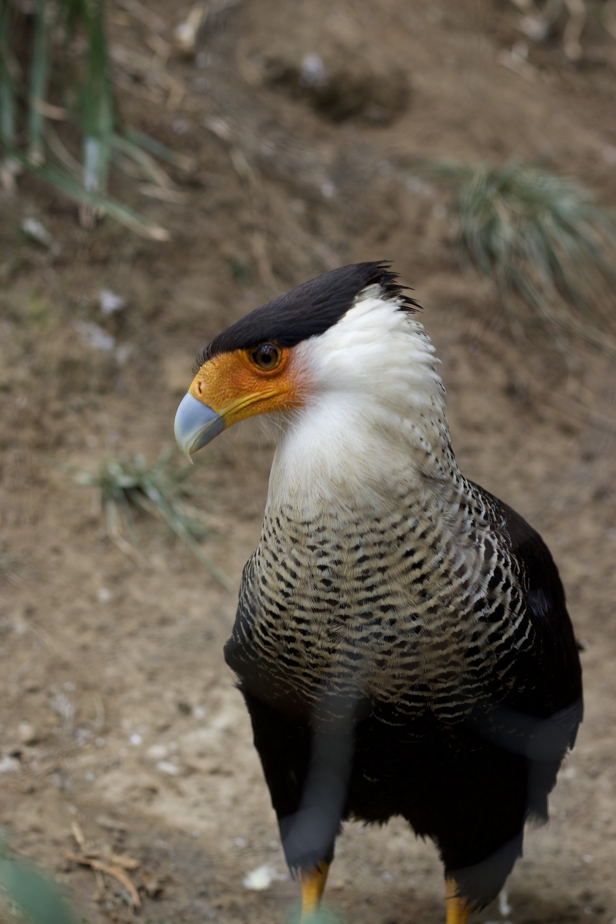 Caracara crestado en Amaru Zoológico Bioparque Caracara crestado en Amaru Zoológico Bioparque