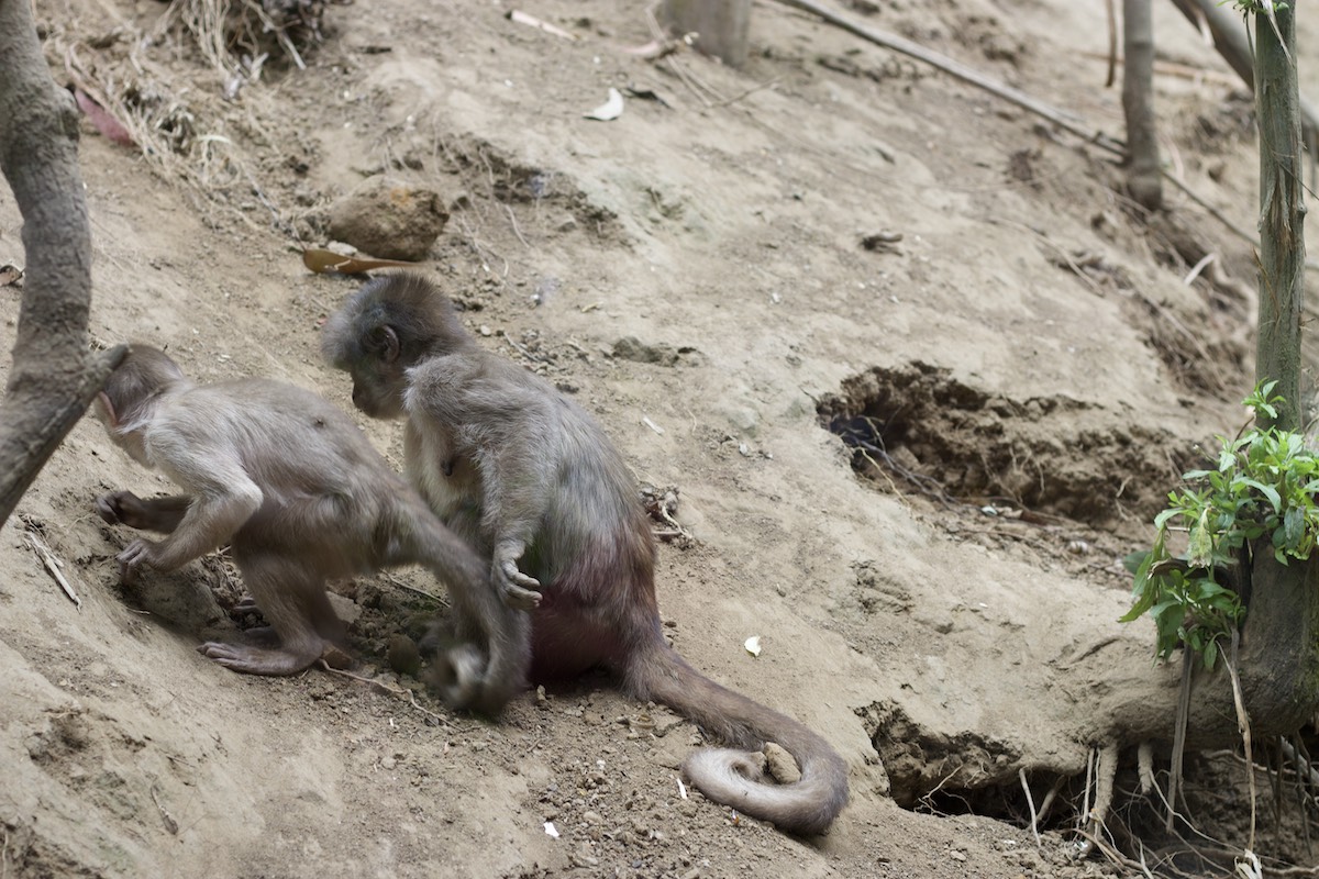Monos ecuatorianos en Amaru Zoológico Bioparque Monos ecuatorianos en Amaru Zoológico Bioparque