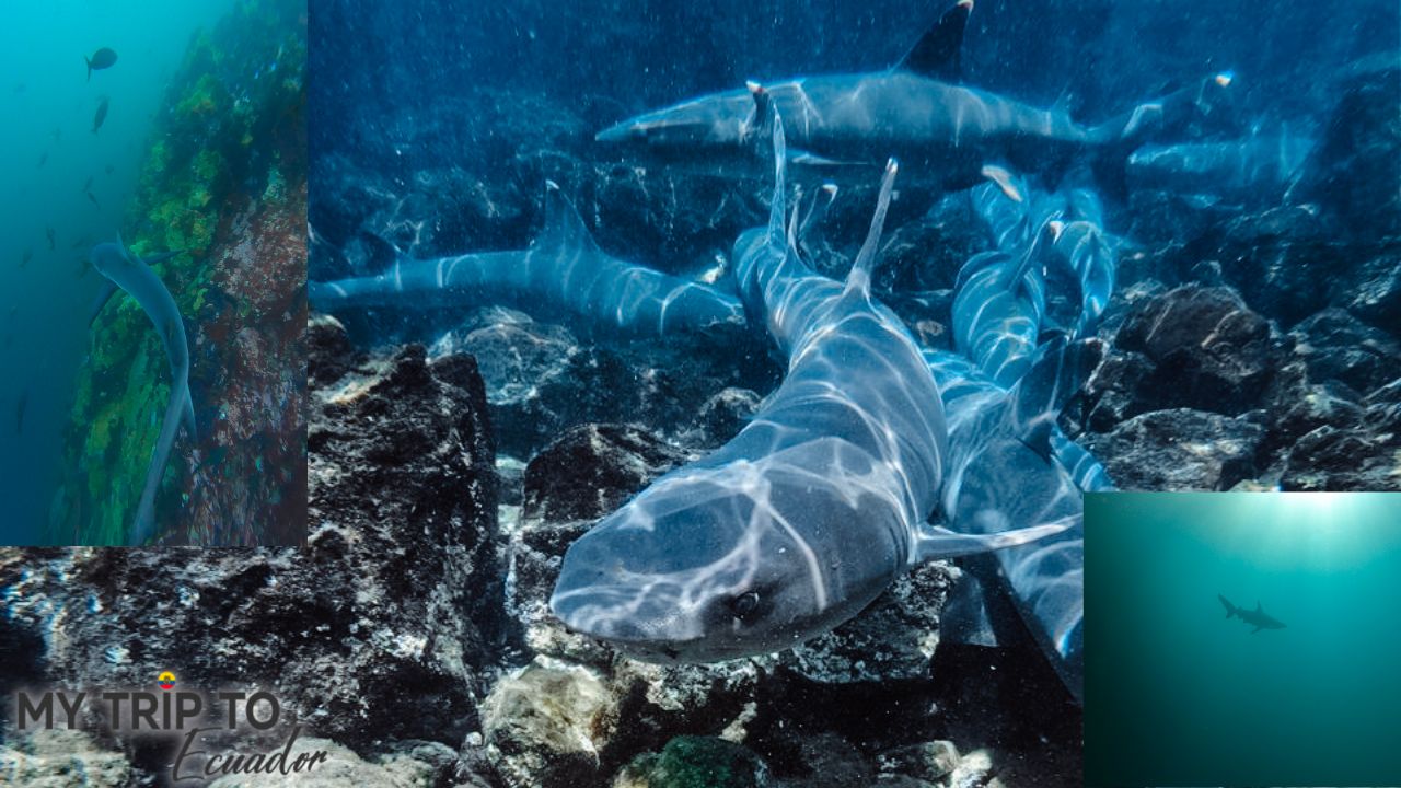 Galapagos Islands sharks