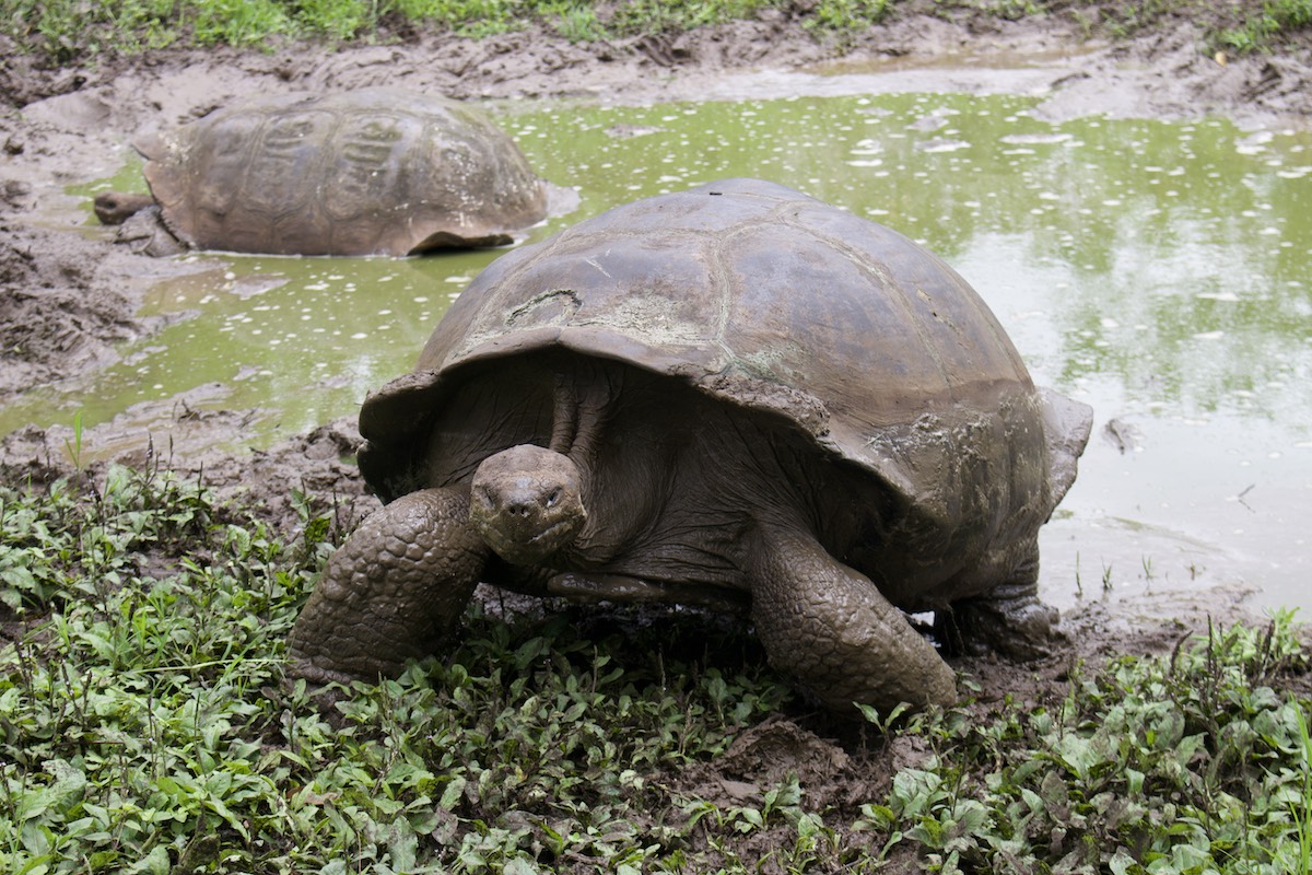 Tortugas de Galápagos en El Chato