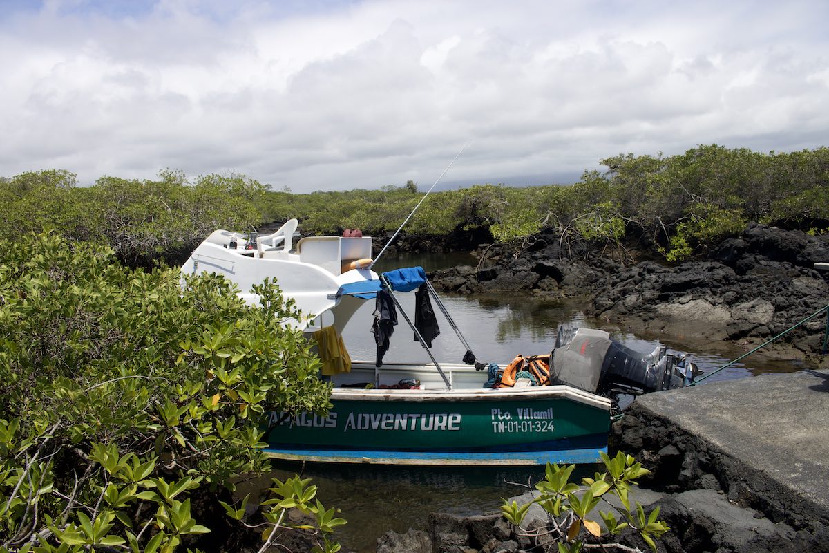 Kleines grün-weißes Boot zwischen Mangroven und schwarzen Lavafelsen vertäut