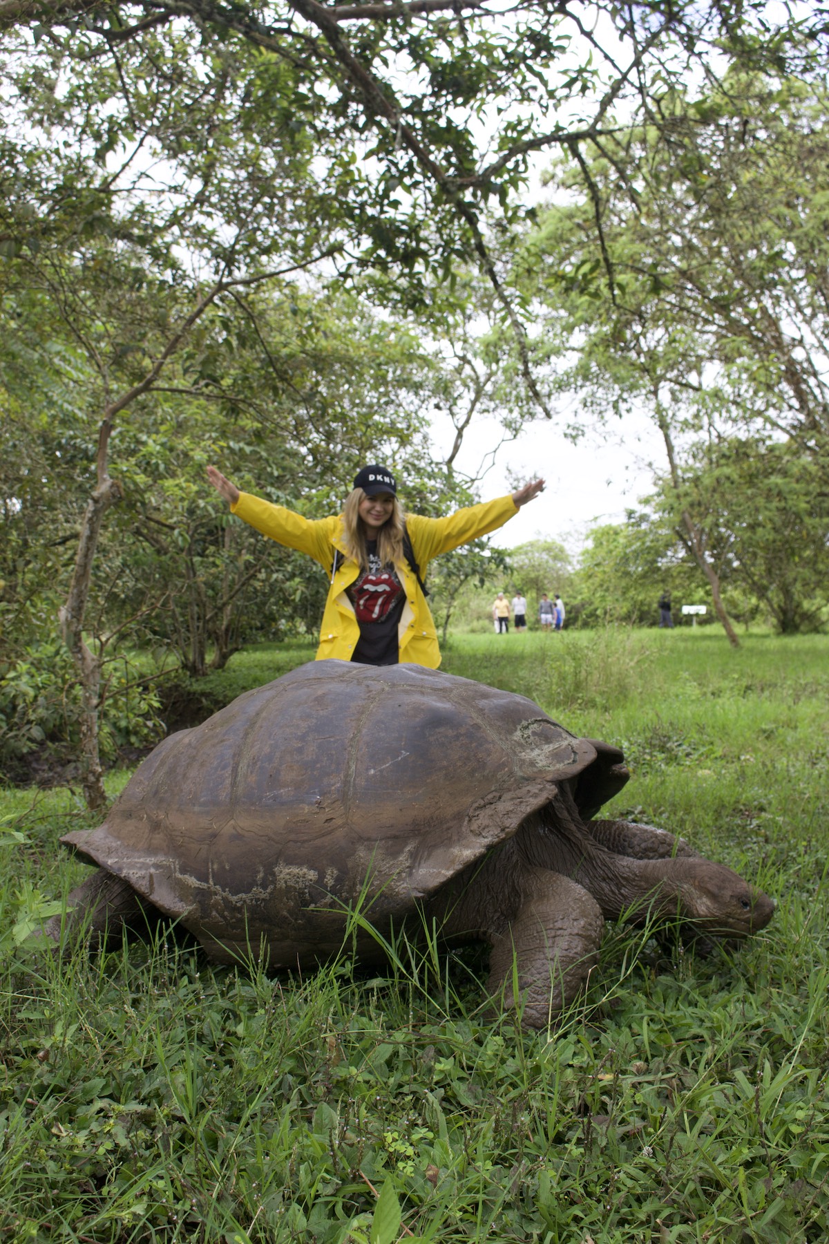 Riesige Galapagos-Schildkröte im Teil La Caseta von El Chato mit meiner Frau dahinter