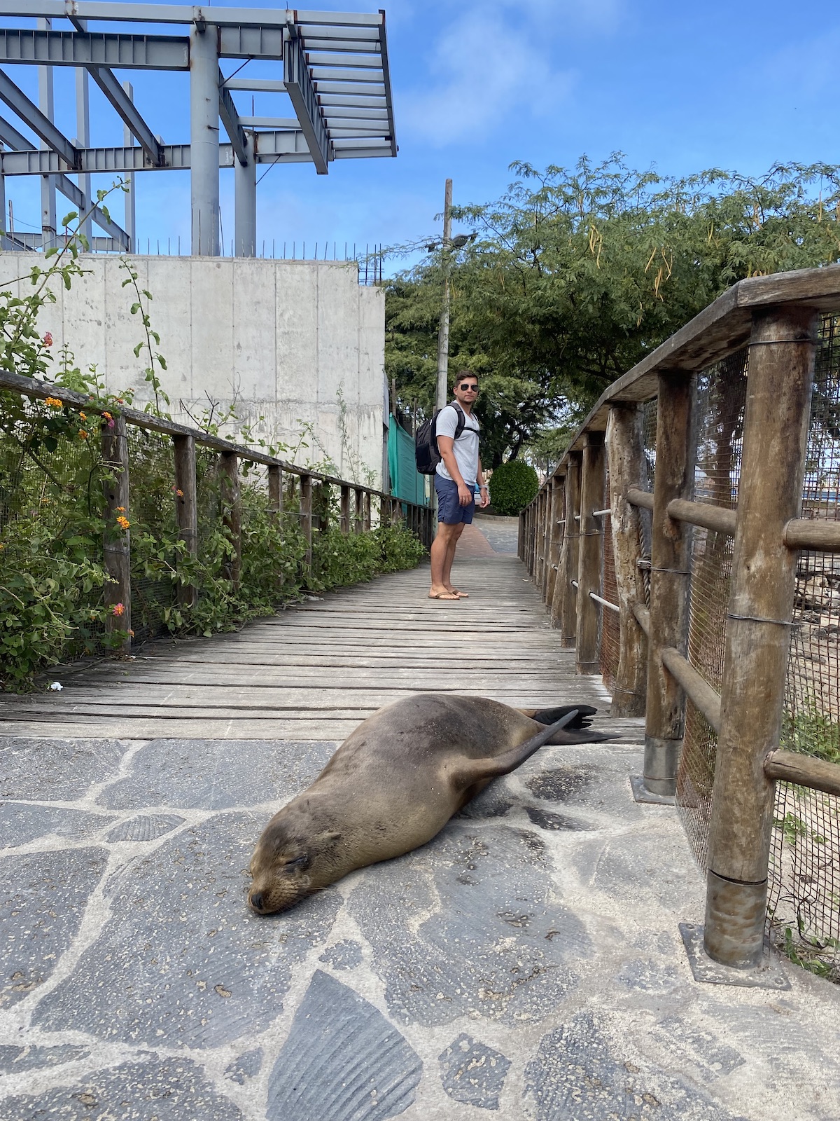 Estoy parado a 2 metros de distancia de un león marino en Galápagos