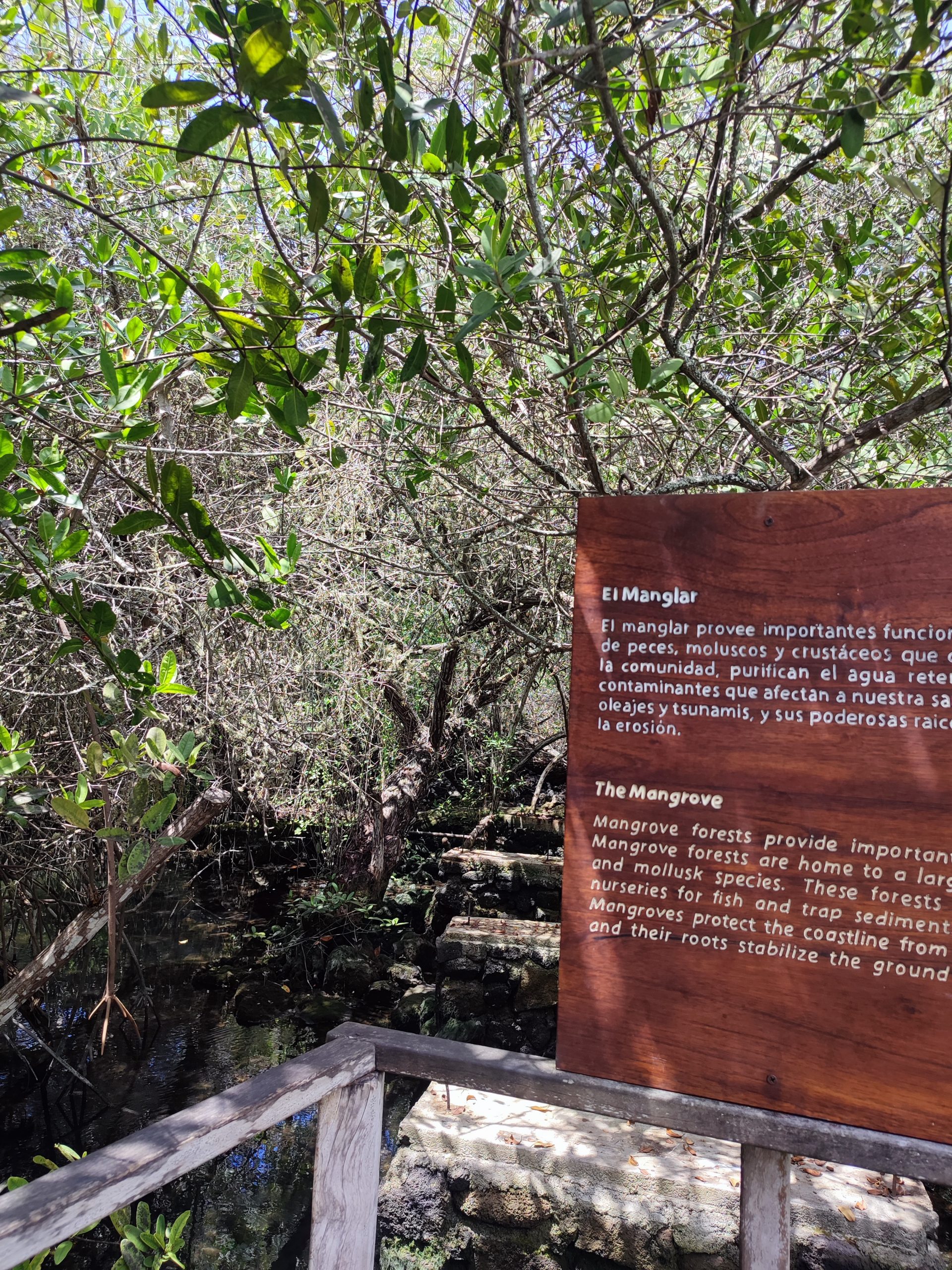 Árboles de manglar en la Laguna de las Ninfas
