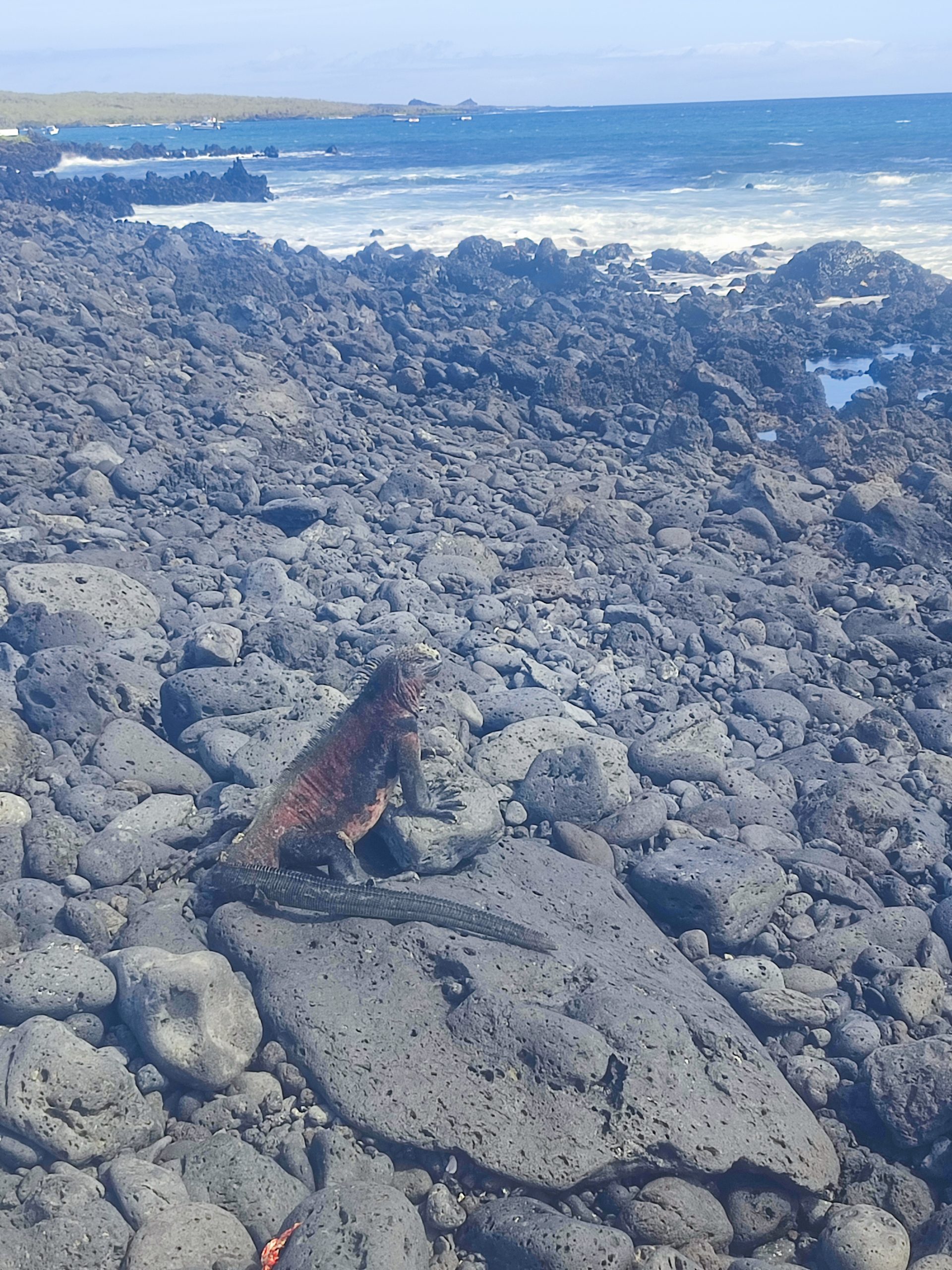 Landleguan an der Teufelskrone auf der Floreana-Insel Galapagos