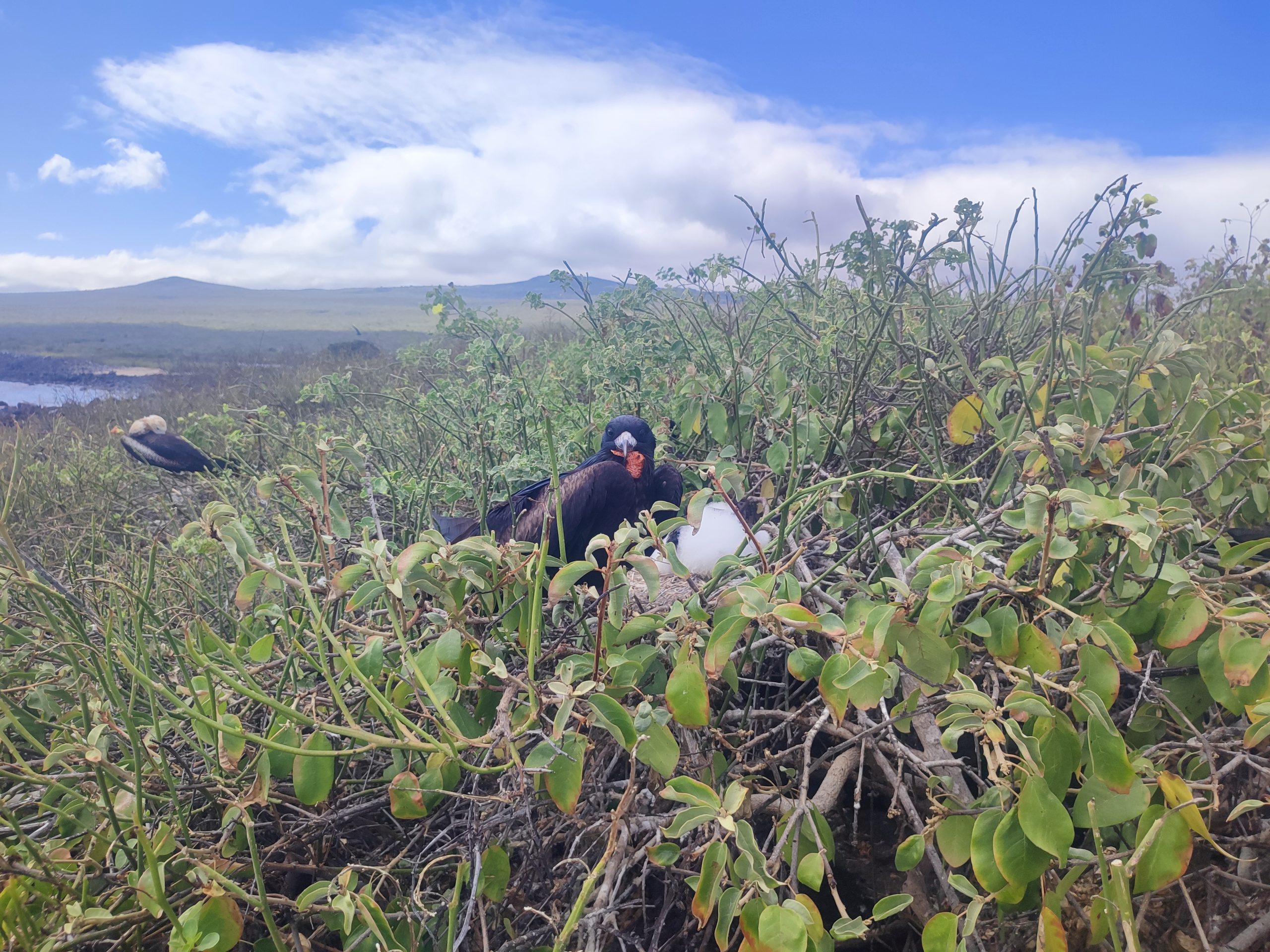 Observando fauna en la Isla Lobos, Galápagos
