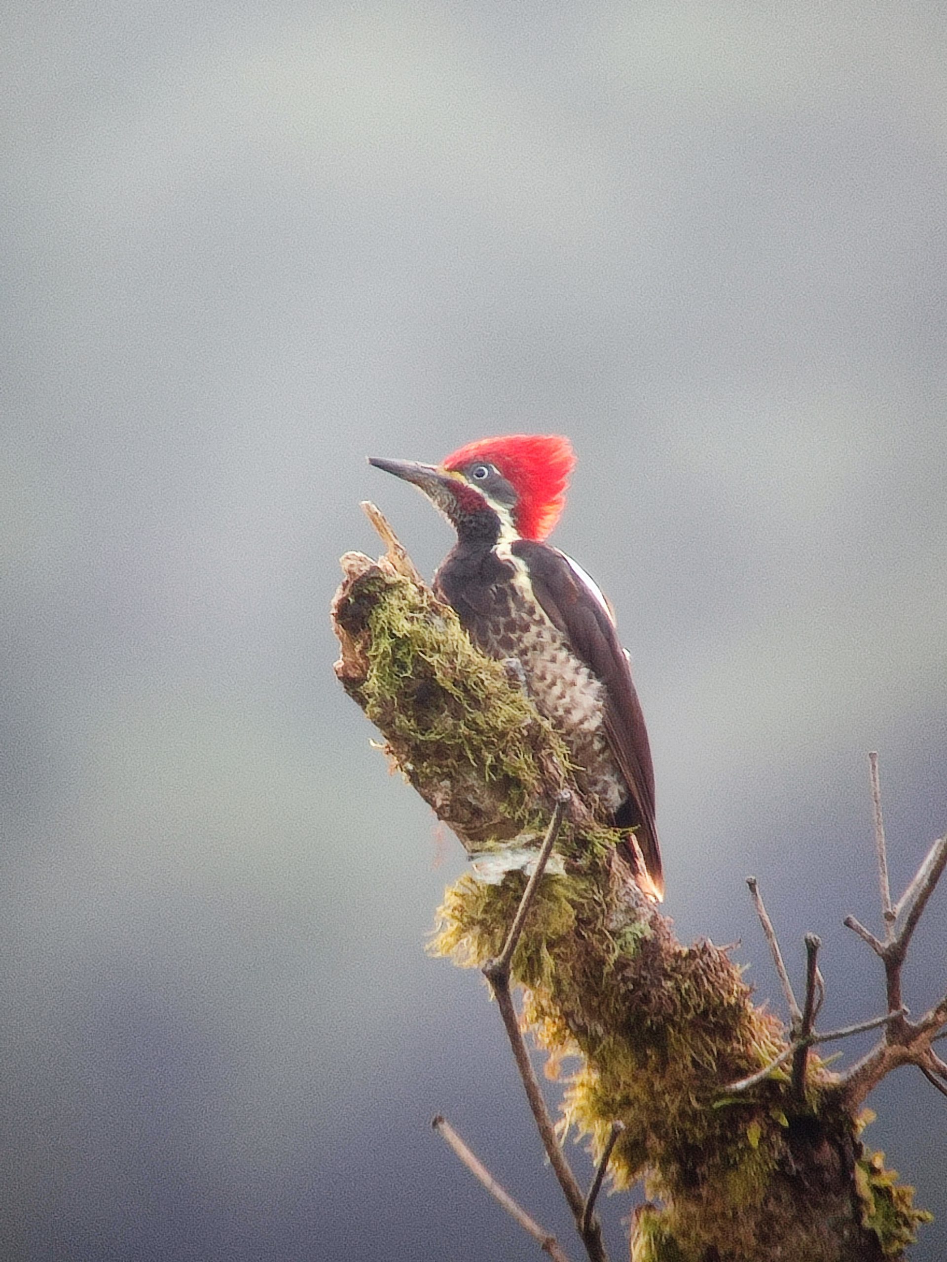 Während einer Vogelbeobachtungstour in Mindo, Ecuador