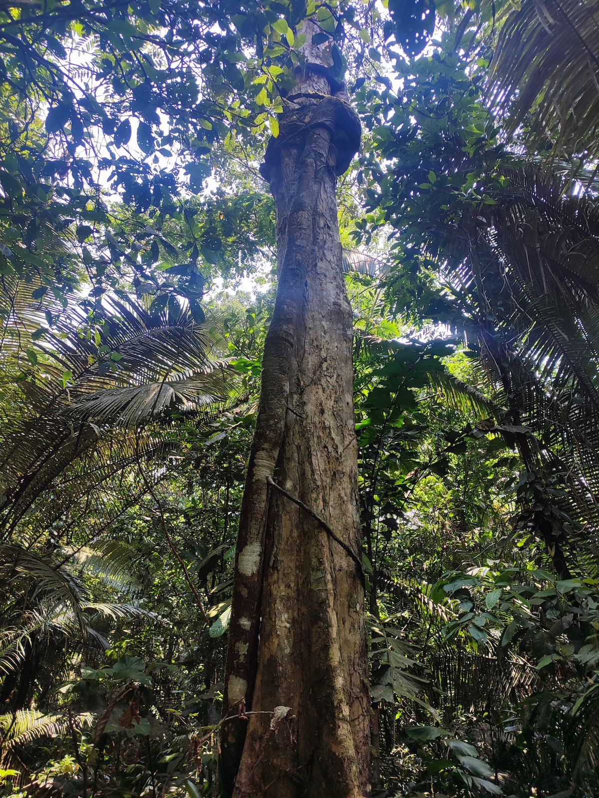 Amazonasbäume im Cuyabeno-Reservat