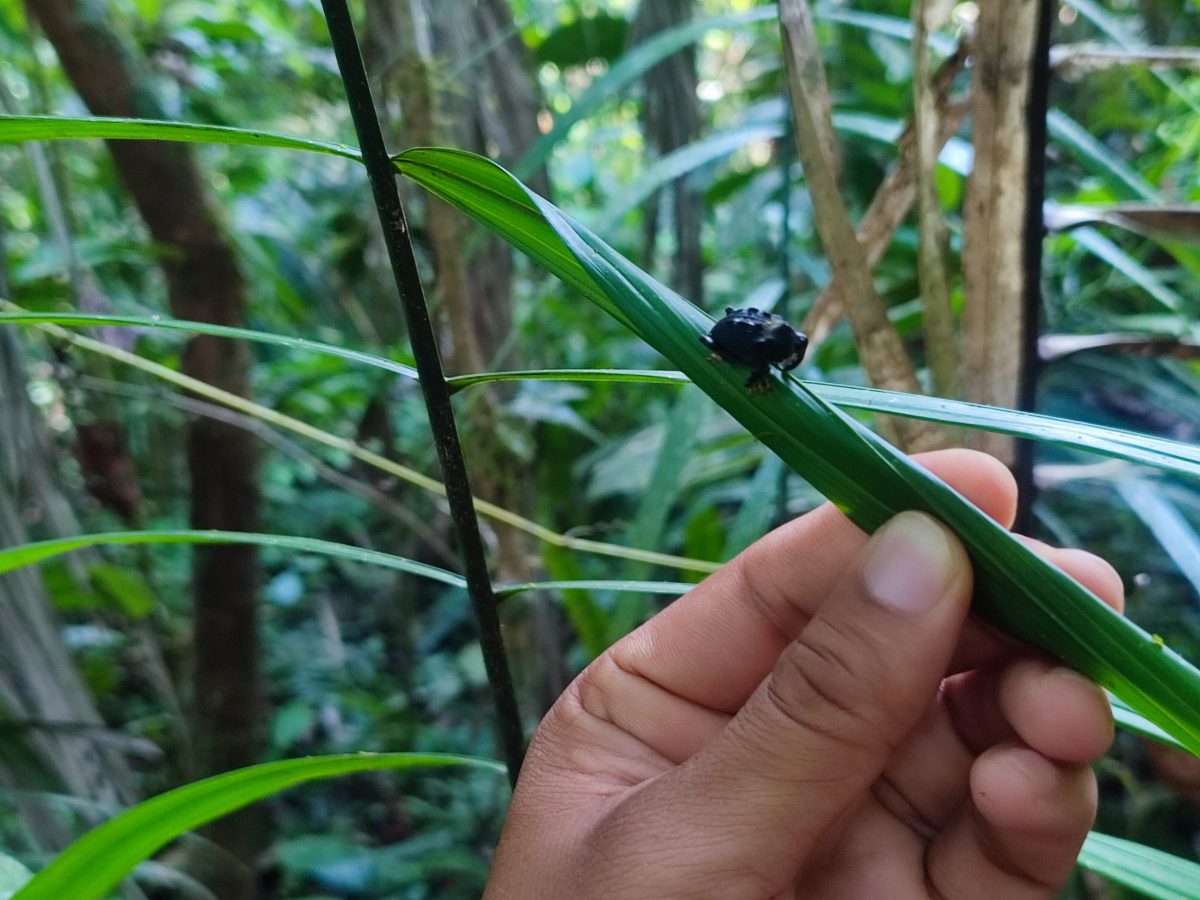 Rainforest at Yasuni National Park