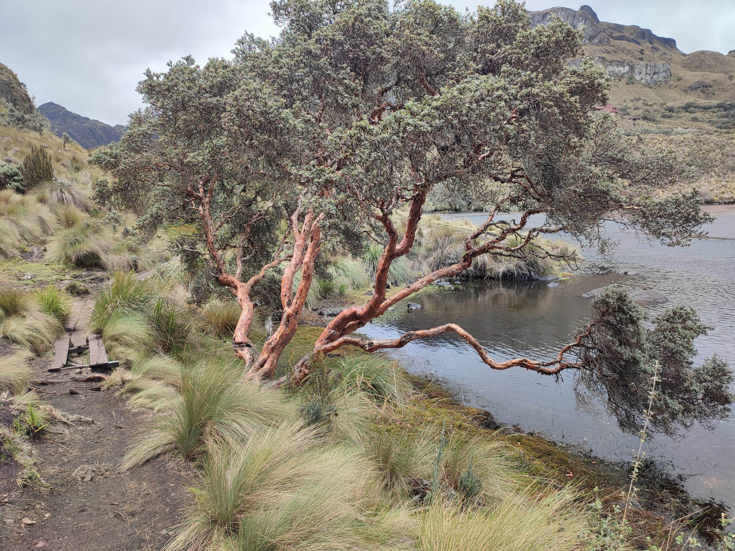 El árbol de Polylepis (Quinoa) en el Parque Nacional El Cajas