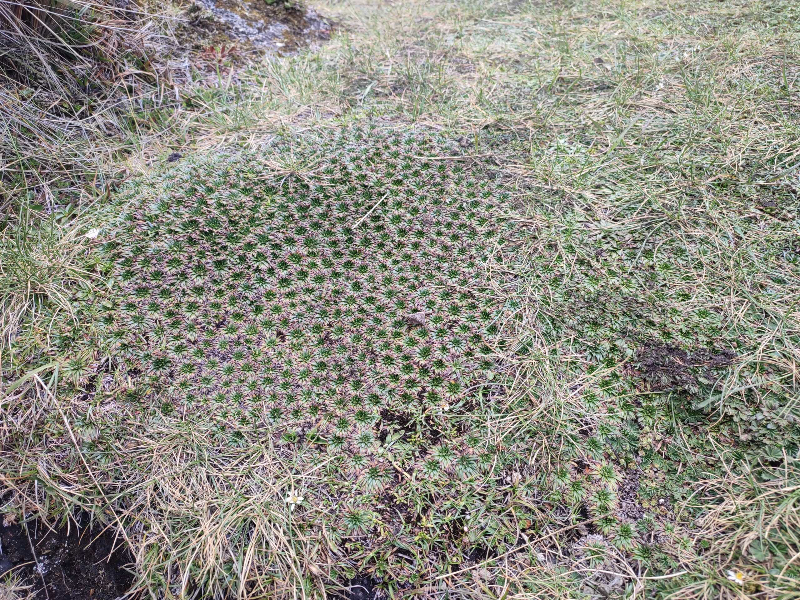 Plantas almohadilla en el Parque Nacional El Cajas