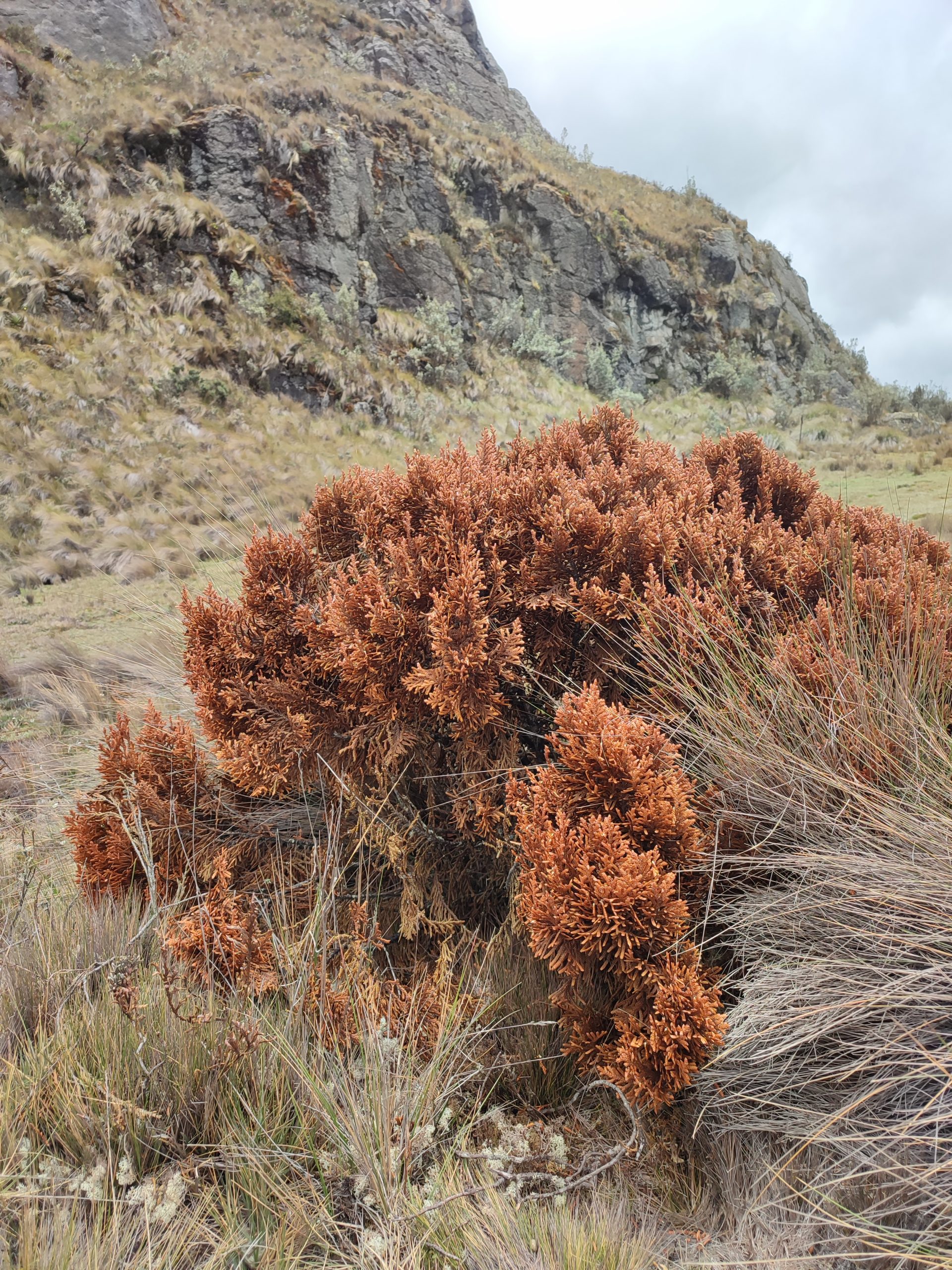 Flora en el Parque Nacional El Cajas