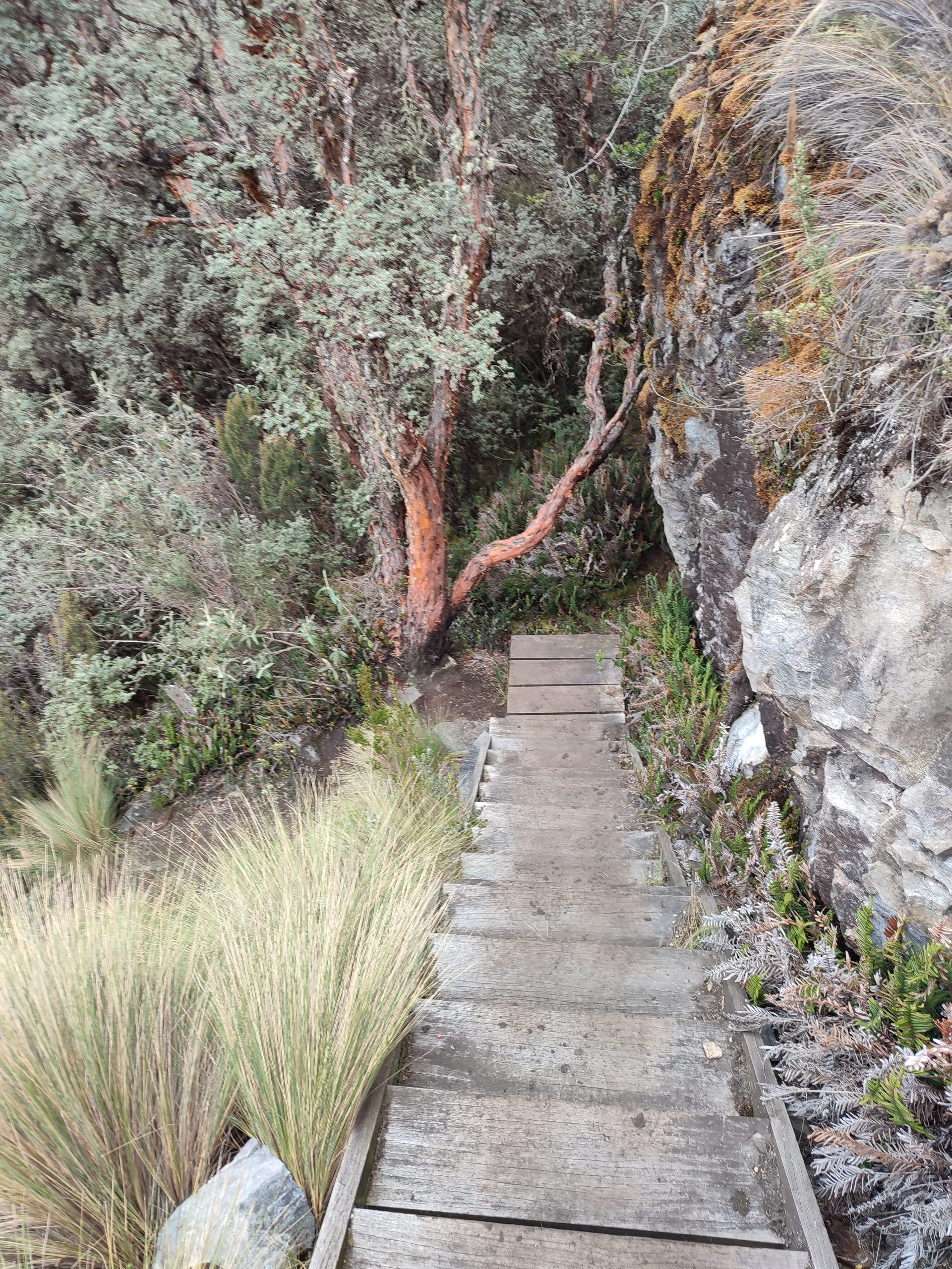Fauna del Parque Nacional El Cajas