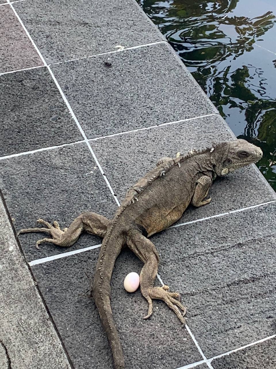 Iguana terrestre en el Parque Seminario