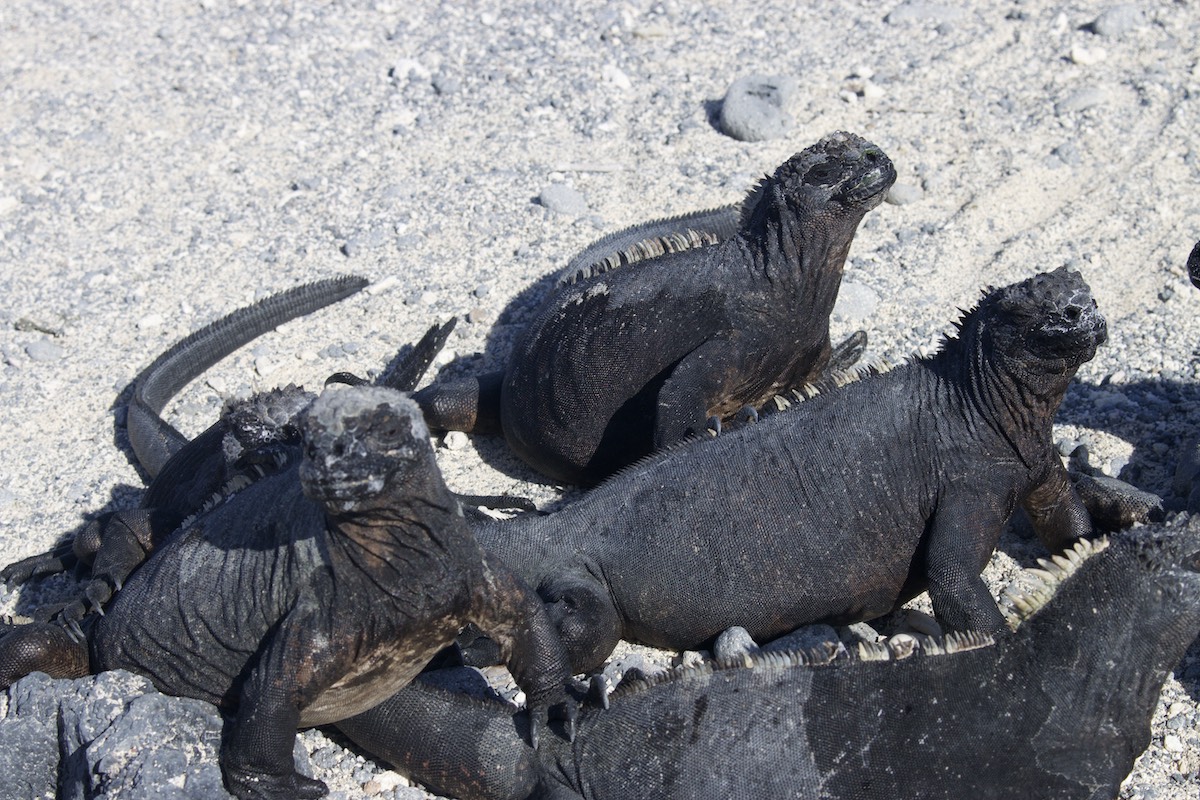 Galapagos Marineleguane bei Concha Perla