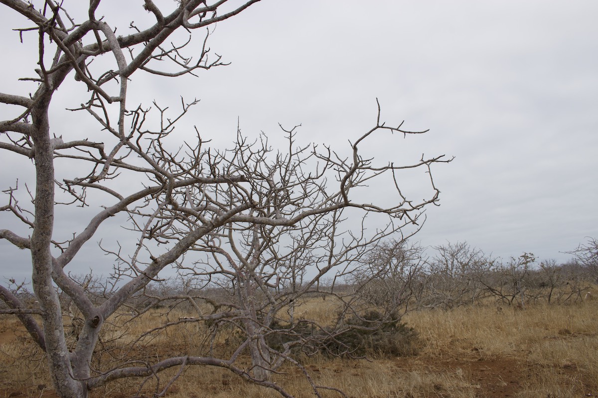 Paisaje de la Isla North Seymour Galápagos