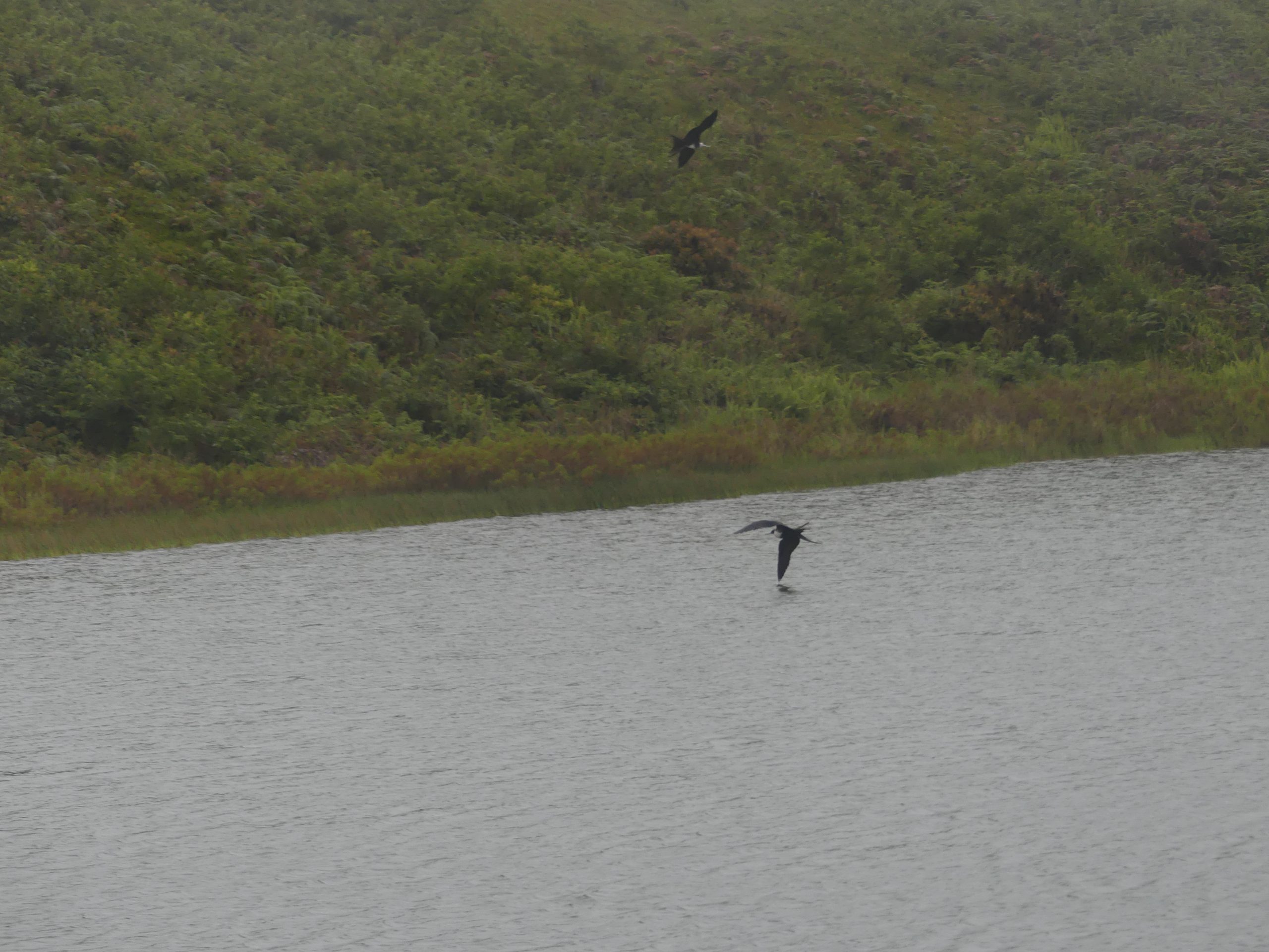 Fregattvögel an der Lagune El Junco Galapagos