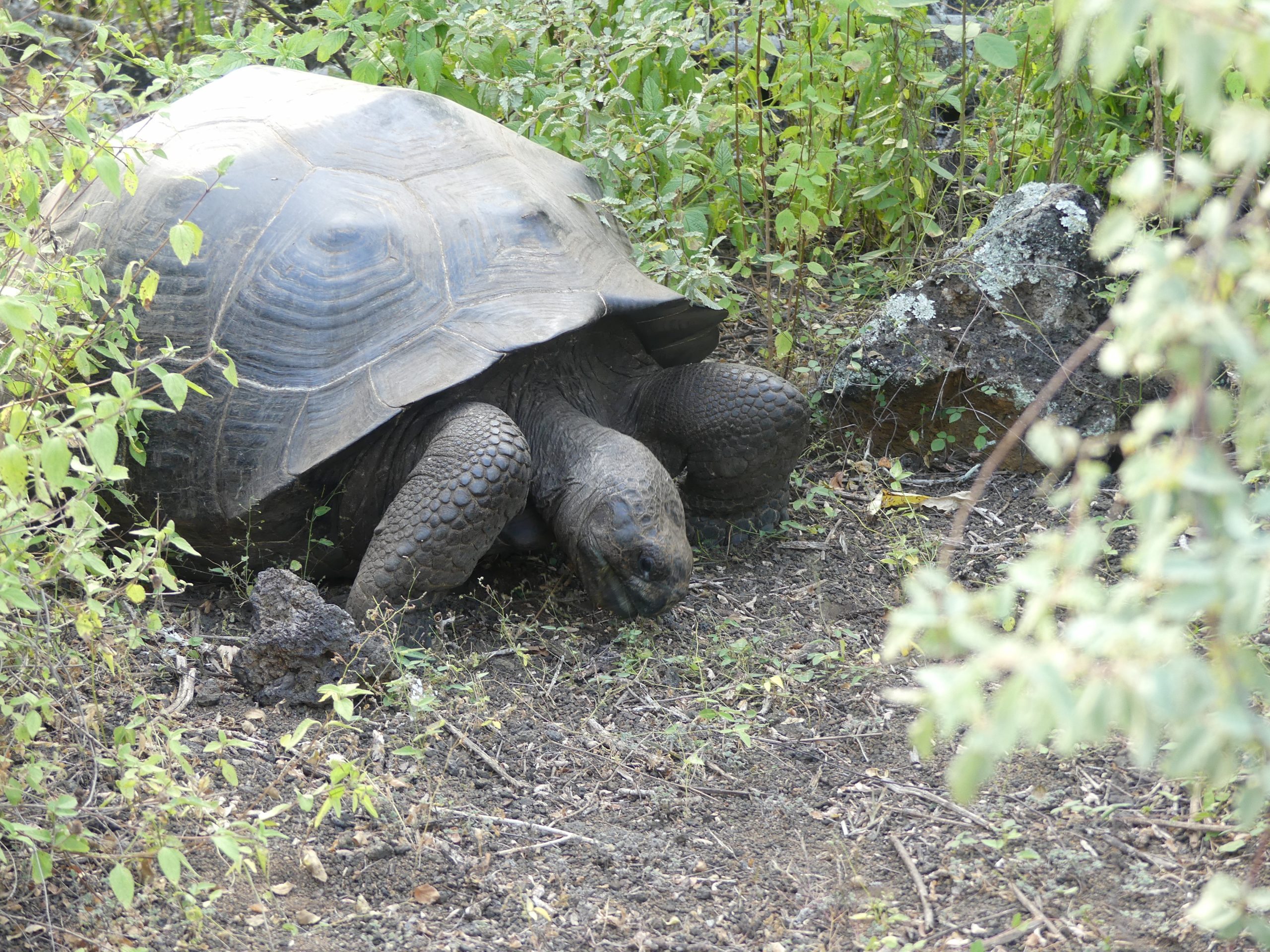 Galapagos Turtle on Wall of Tears route, Isabela Island, Galapagos
