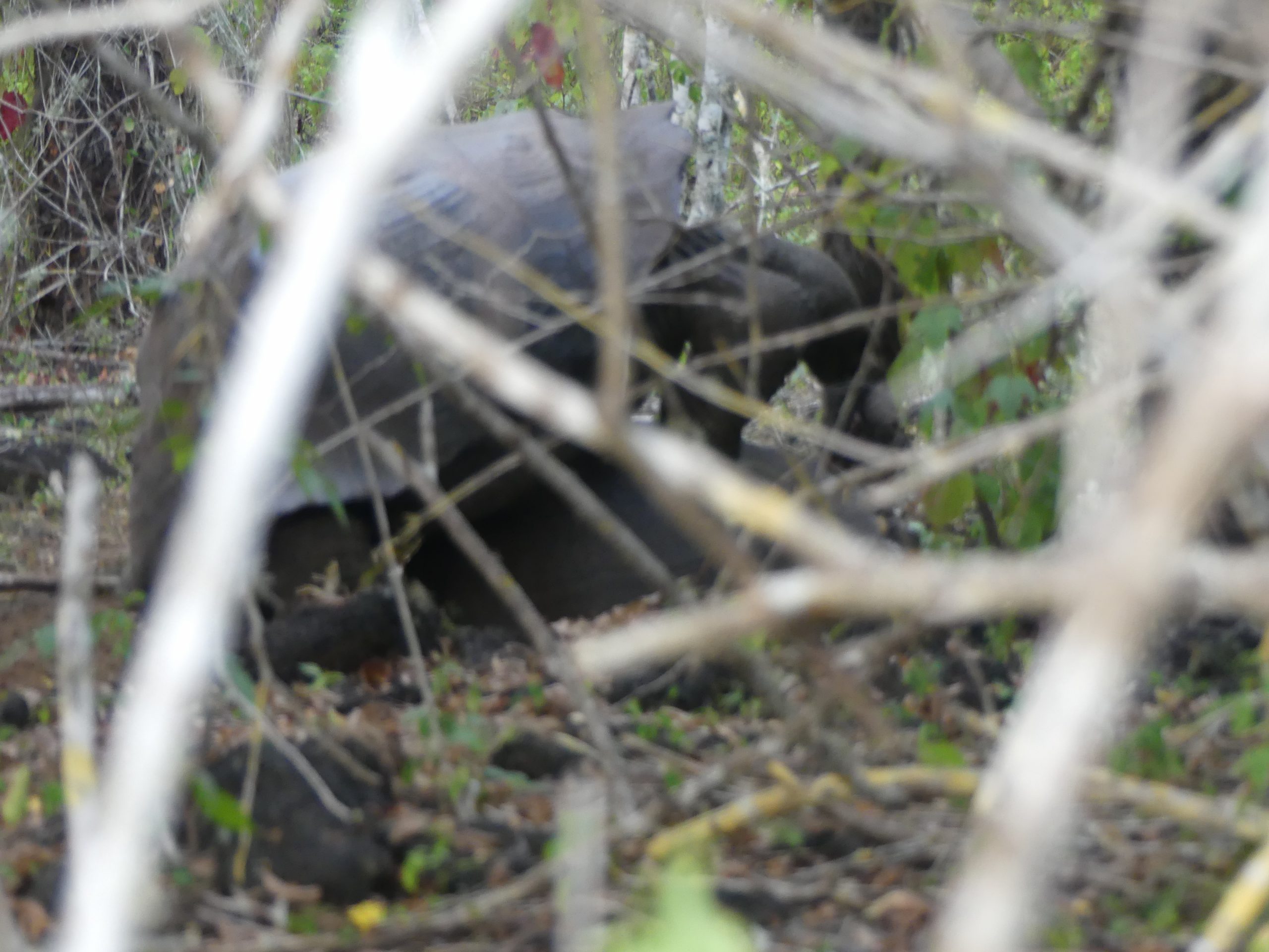 Eine weitere Galapagos-Schildkröte auf dem Weg der Mauer der Tränen, Isabela-Insel, Galapagos