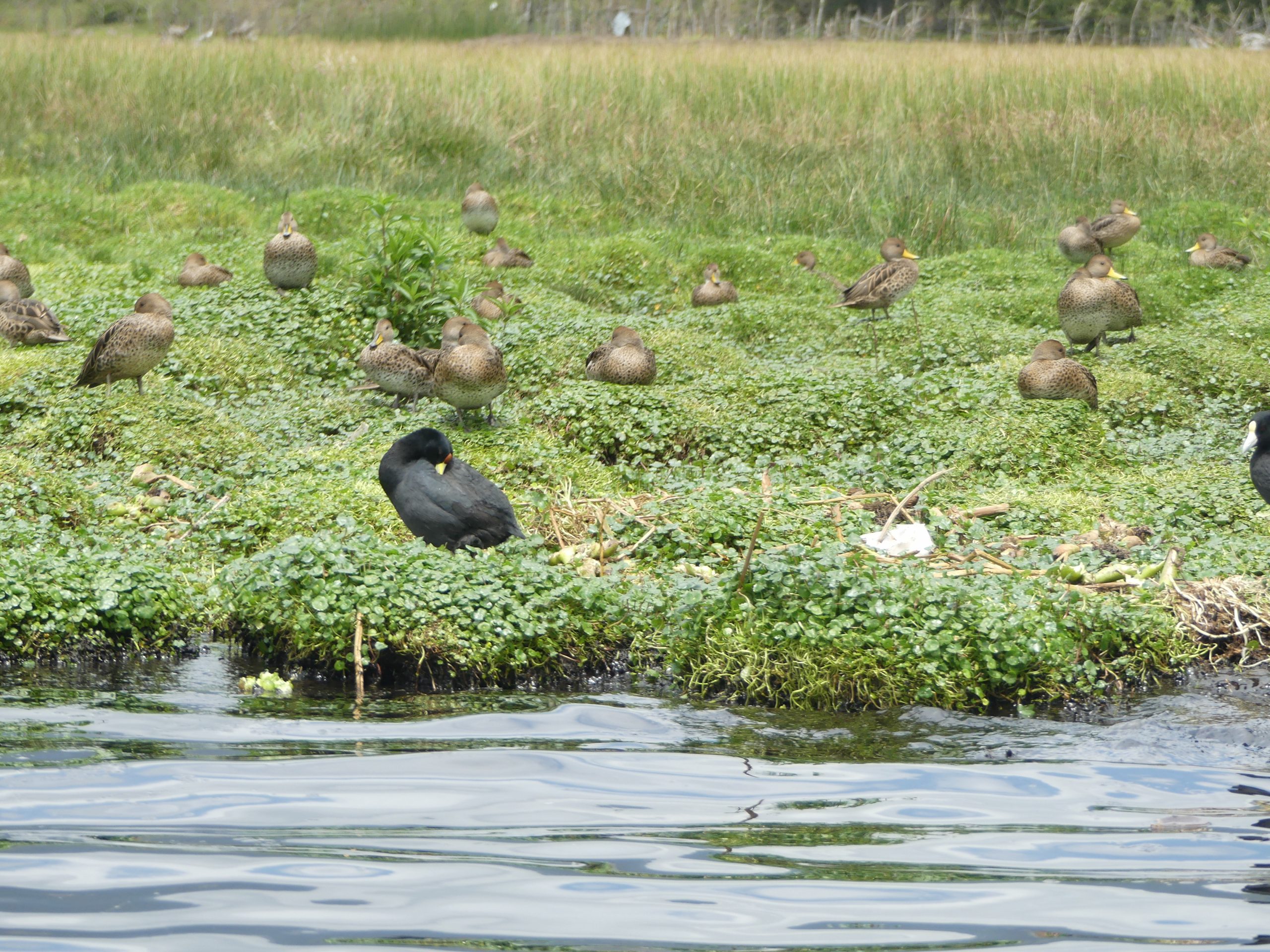 Vögel am Lago San Pablo in Otavalo