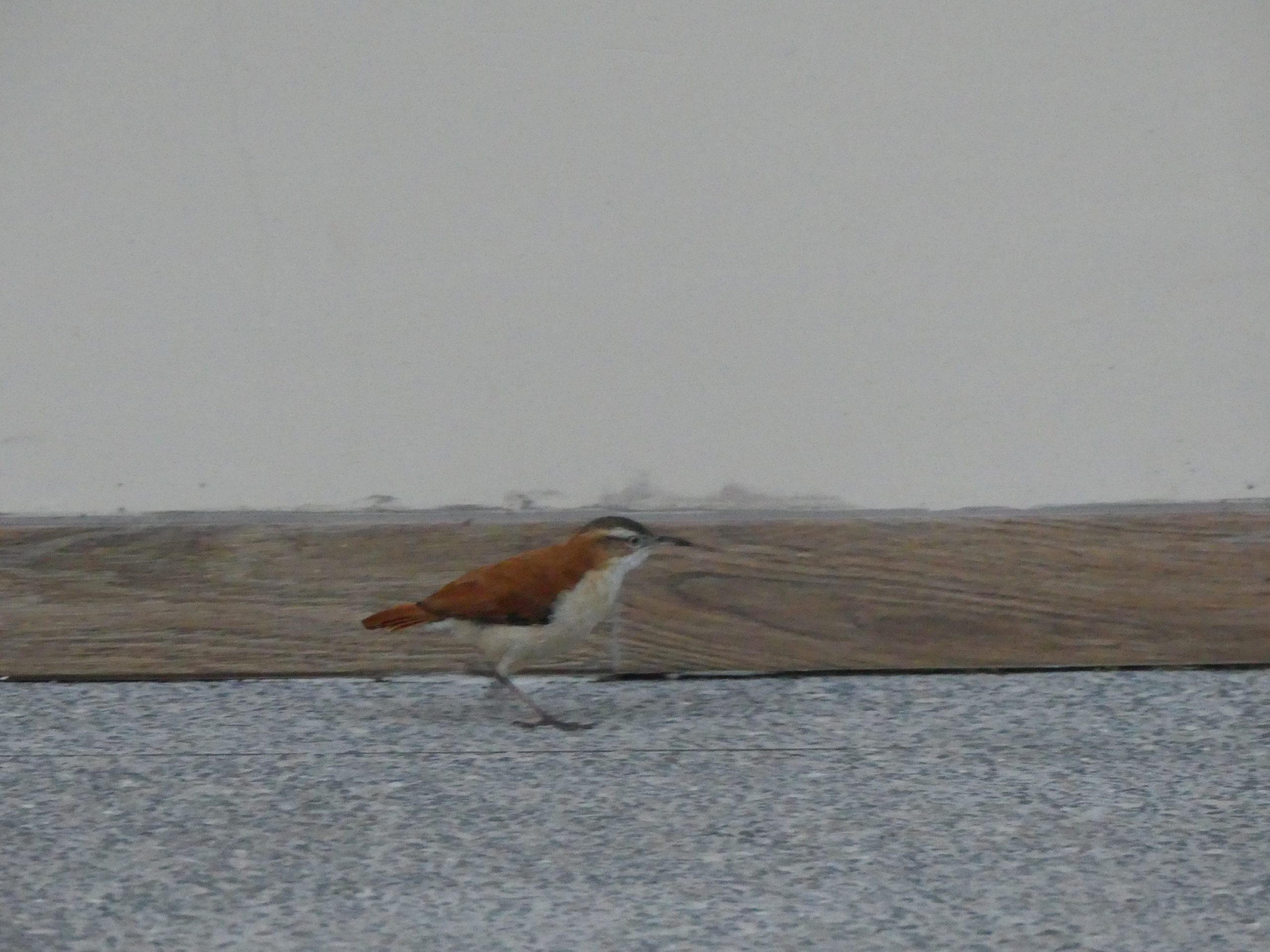 Mehr Vögel in Mindo Ecuador