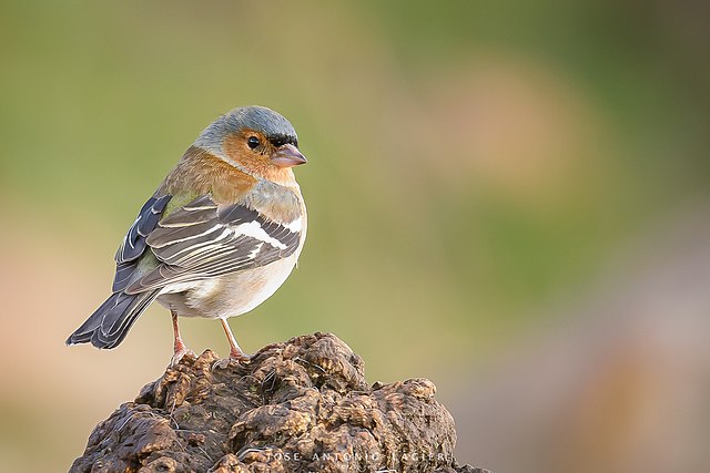 Pinzón de Darwin de Galápagos