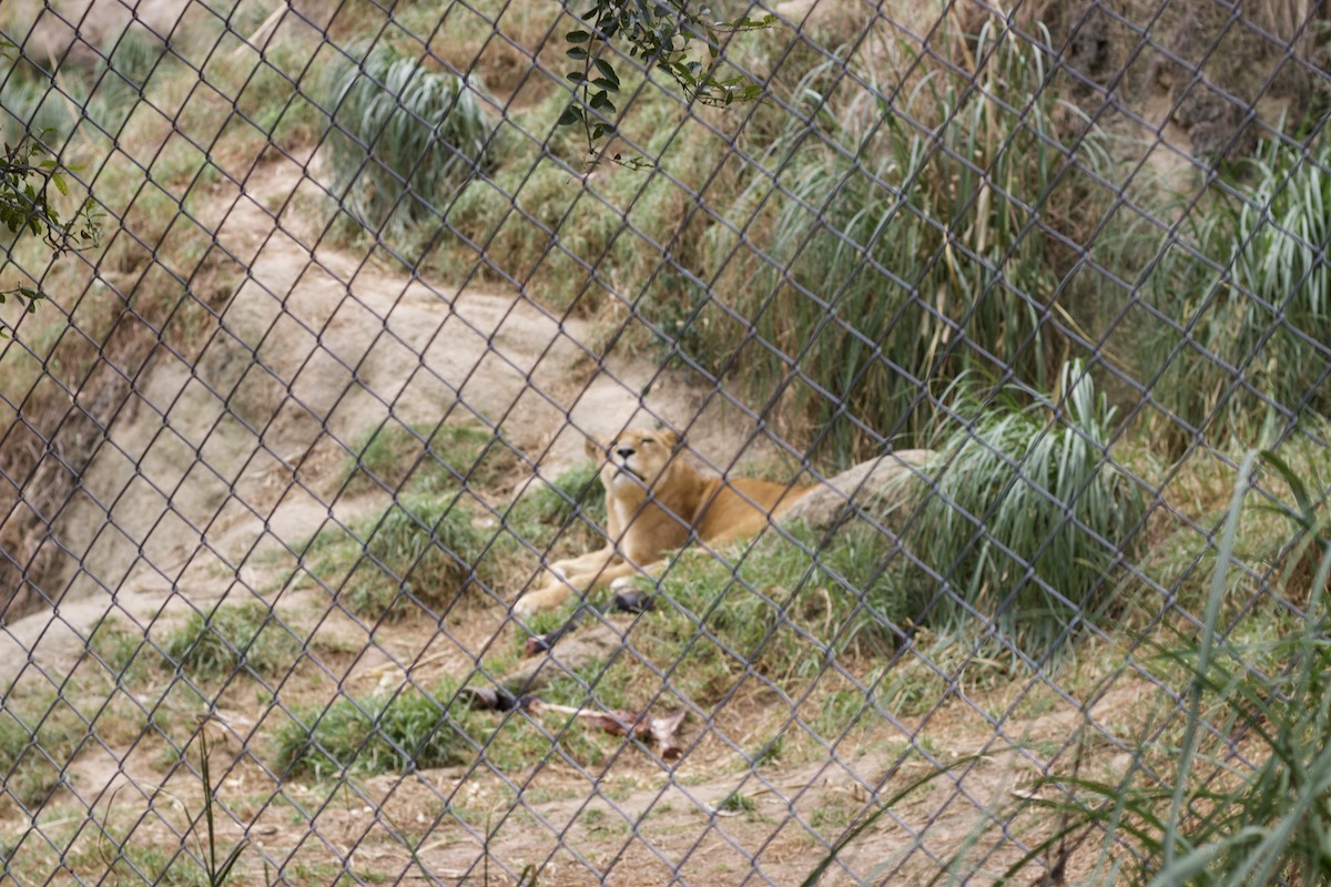 Pumas im Amaru Zoológico Bioparque Pumas im Amaru Zoológico Bioparque