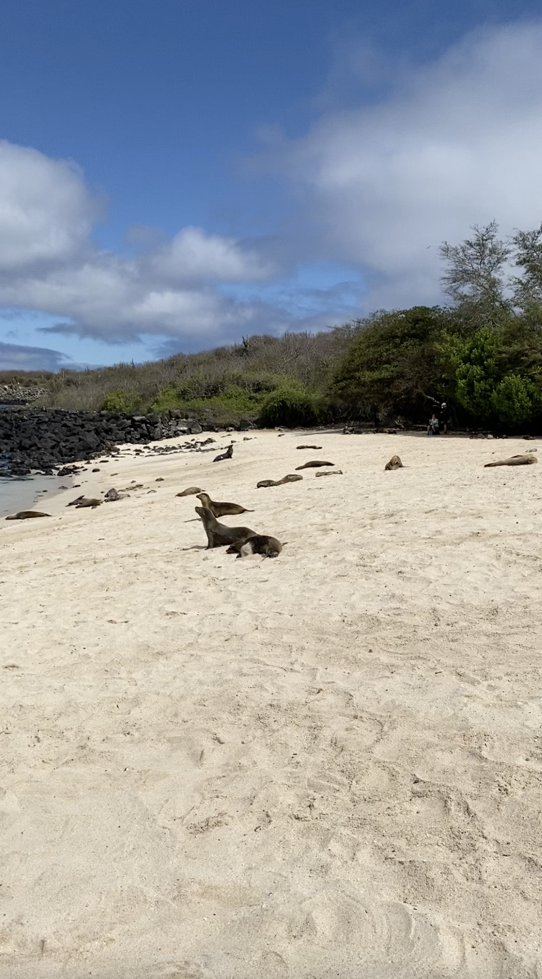Punta Carola Beach San Cristobal Island