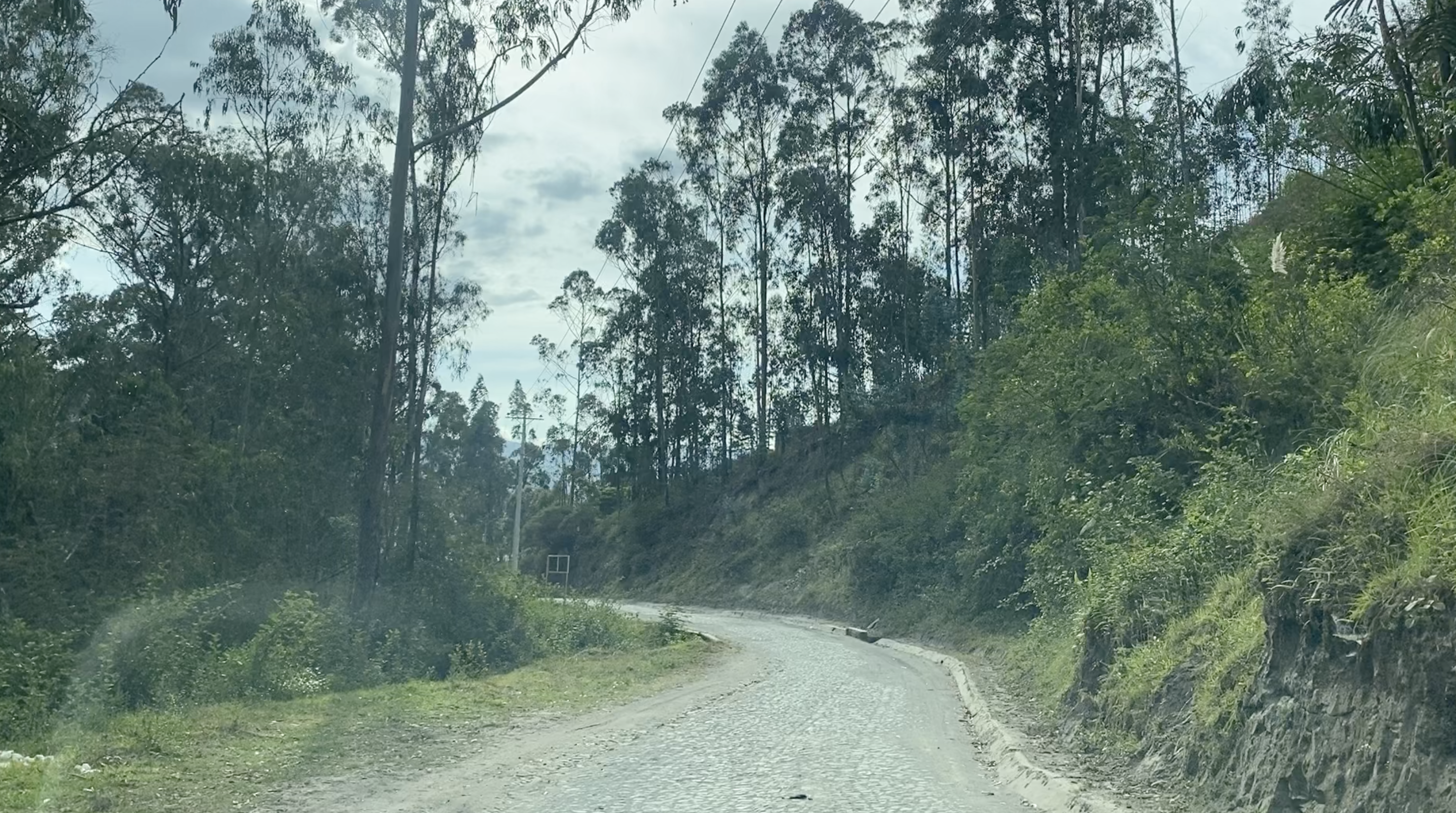 Cobblestone road curving through eucalyptus trees and green slopes