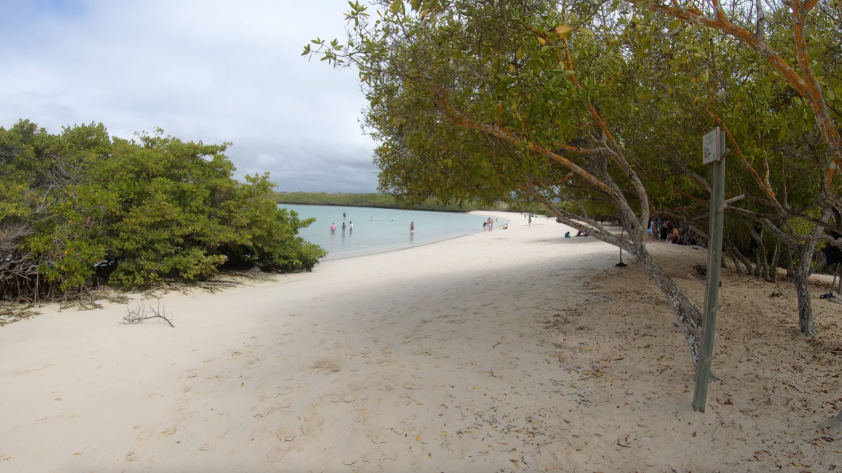 Playa Mansa Strand an der Tortuga Bay Playa Mansa Strand an der Tortuga Bay