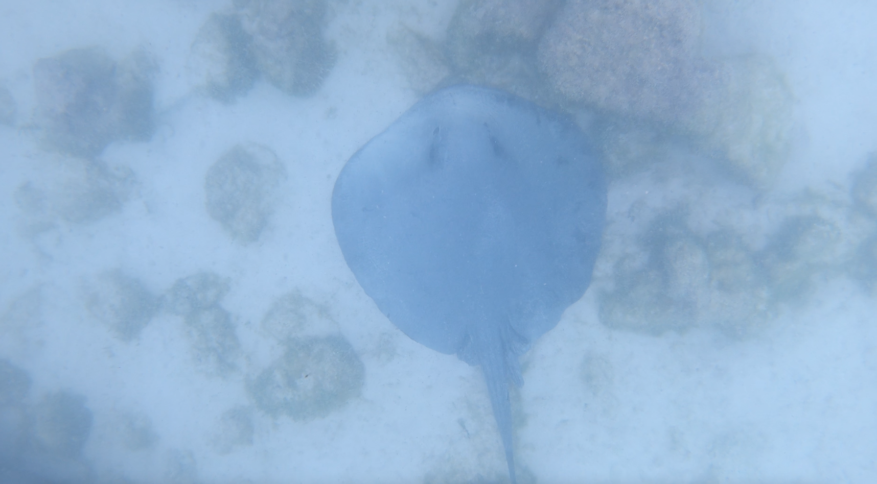 Manta raya mientras se hace snorkel en la Isla Lobo