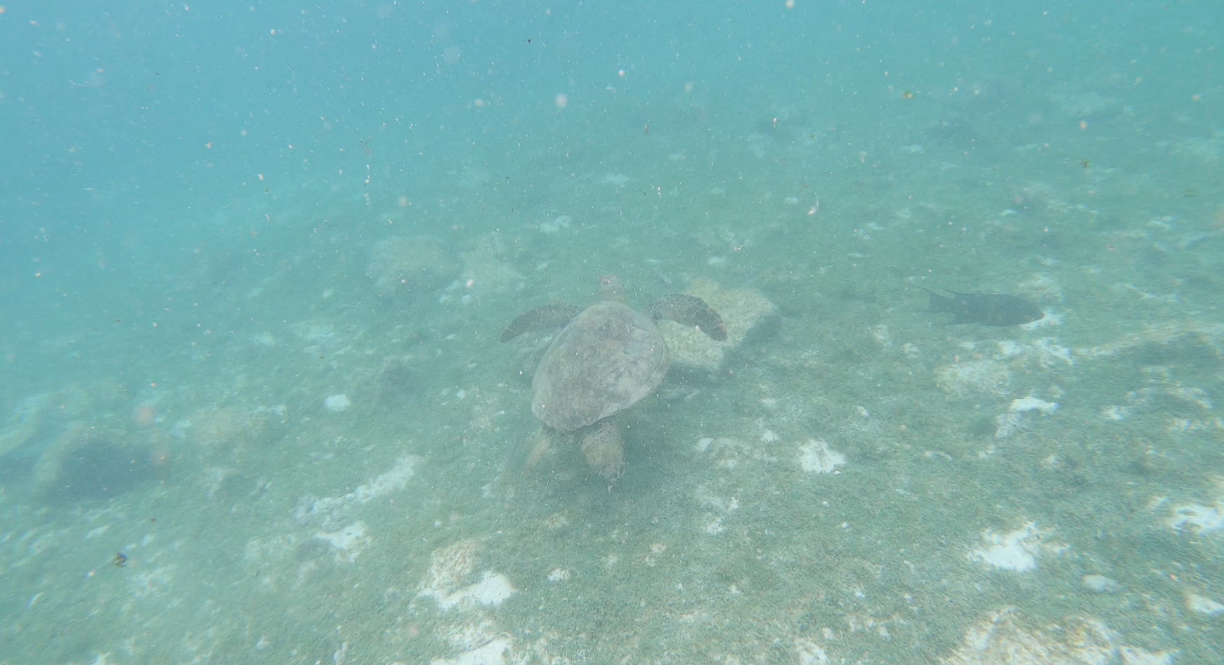 Observando tortuga mientras buceas en la Isla North Seymour