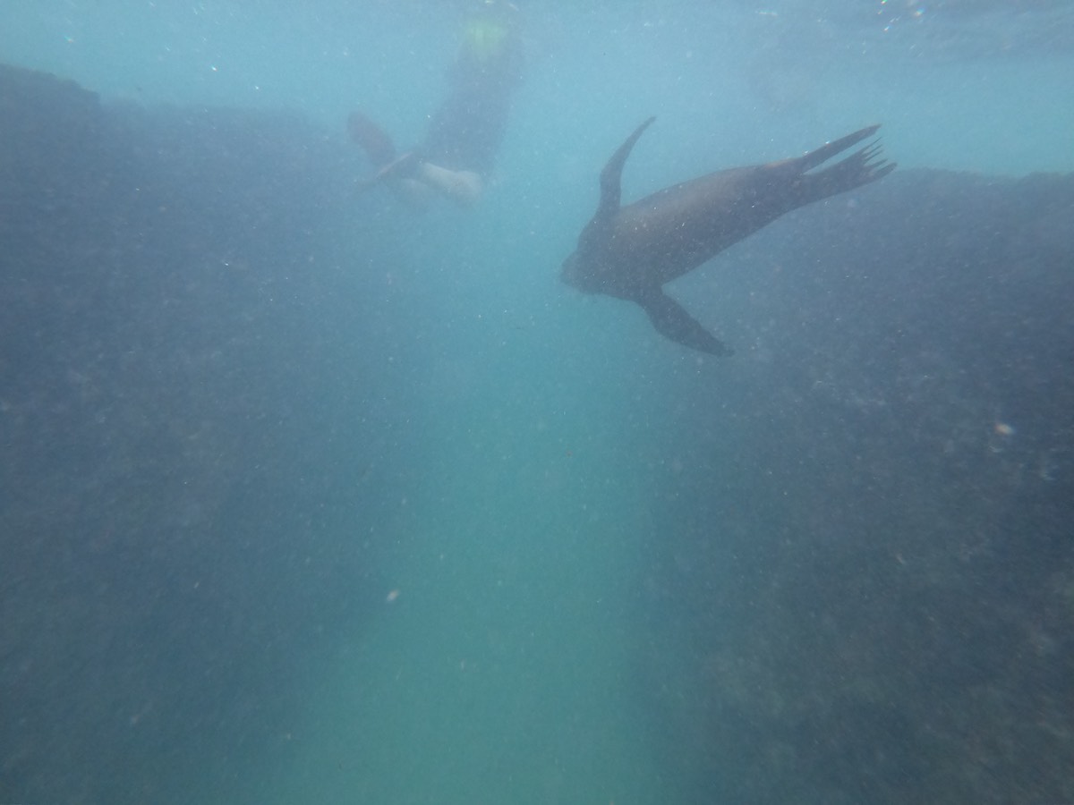 Seelöwen auf der Floreana-Insel Galapagos