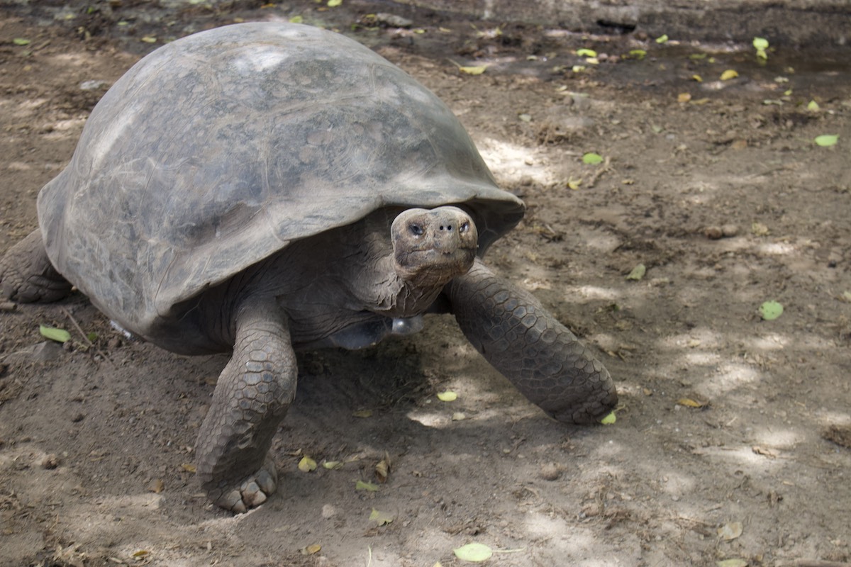 Schildkröte in der Galapaguera de Cerro Colorado, San Cristobal, Galapagos