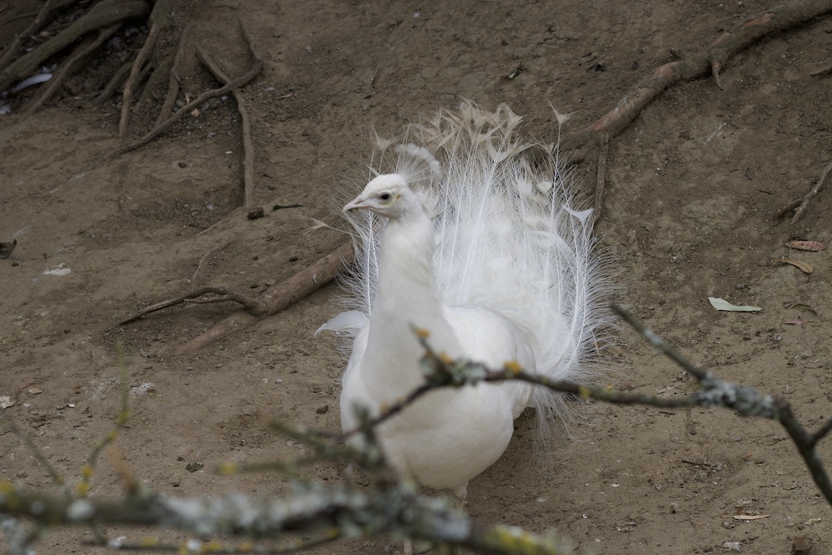 Pavo real blanco en Amaru Zoológico Bioparque Pavo real blanco en Amaru Zoológico Bioparque
