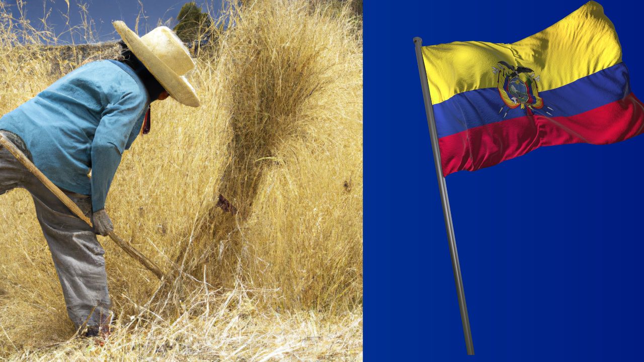 Sammeln von Toquilla-Stroh für die Herstellung von Montecristi ecuadorianischen Hüten