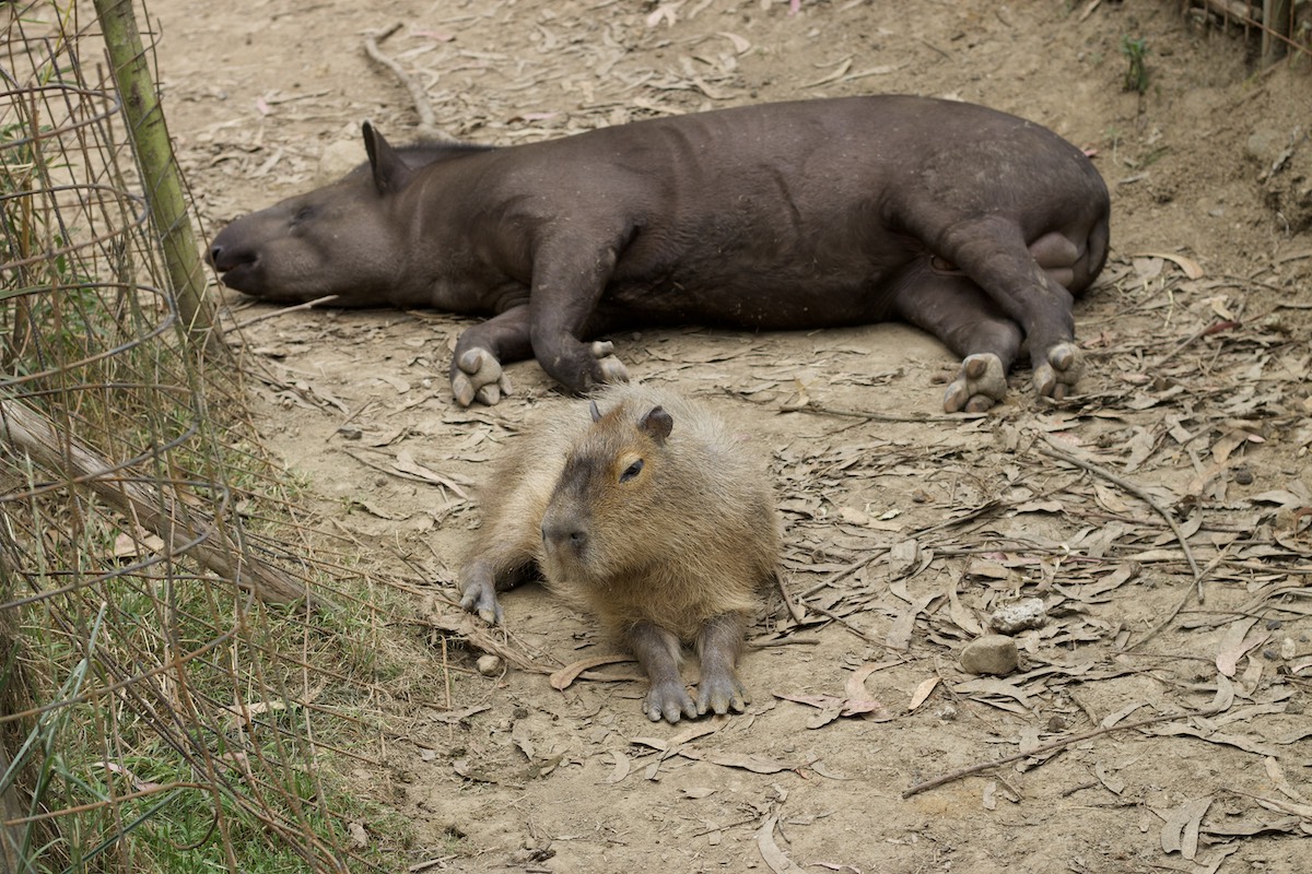 Riesentapir, Pekaris und Wasserschweine