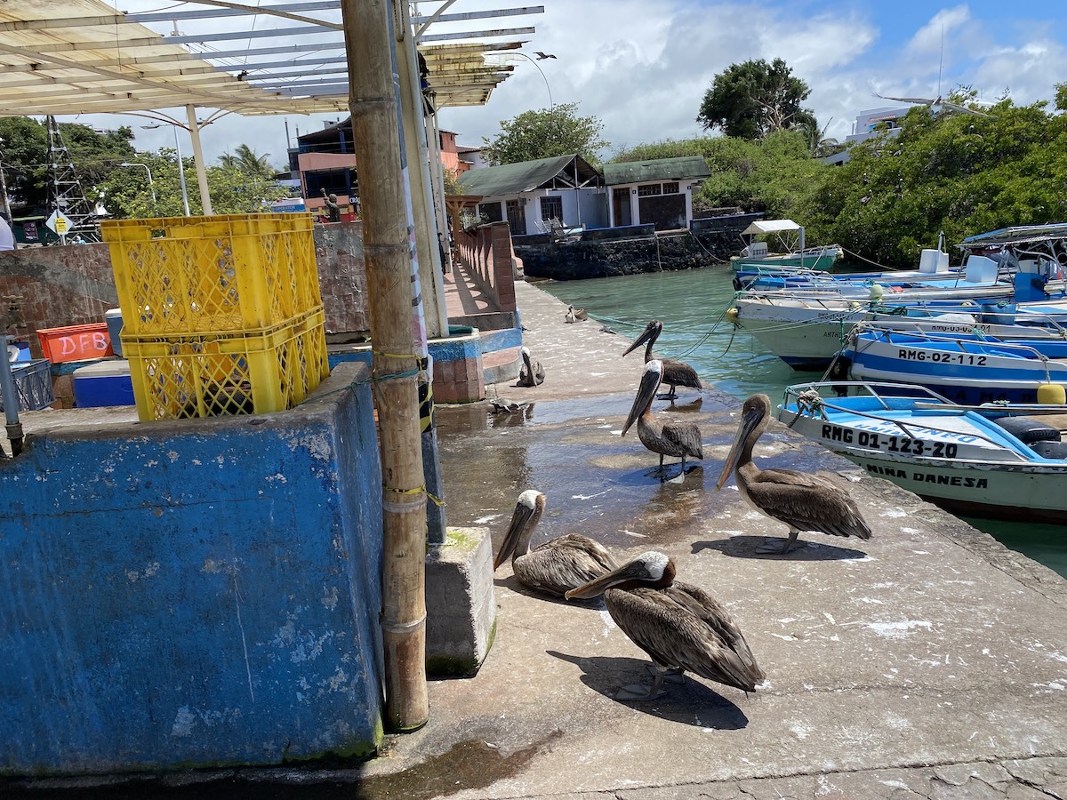Vida silvestre en Puerto Ayora en la Isla Santa Cruz