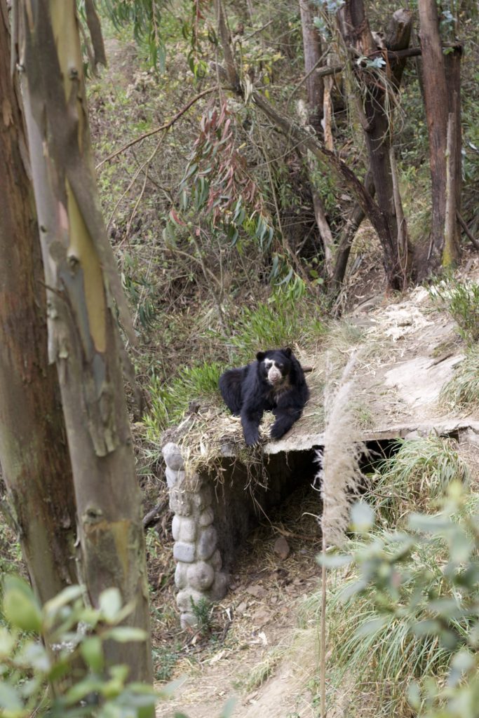 Amaru biopark in Cuenca