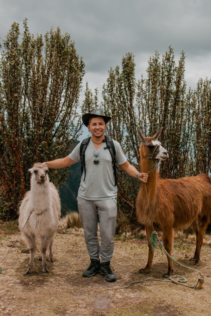 Photo with Alpacas on the top of TelerefiQo in Quito, Ecuador