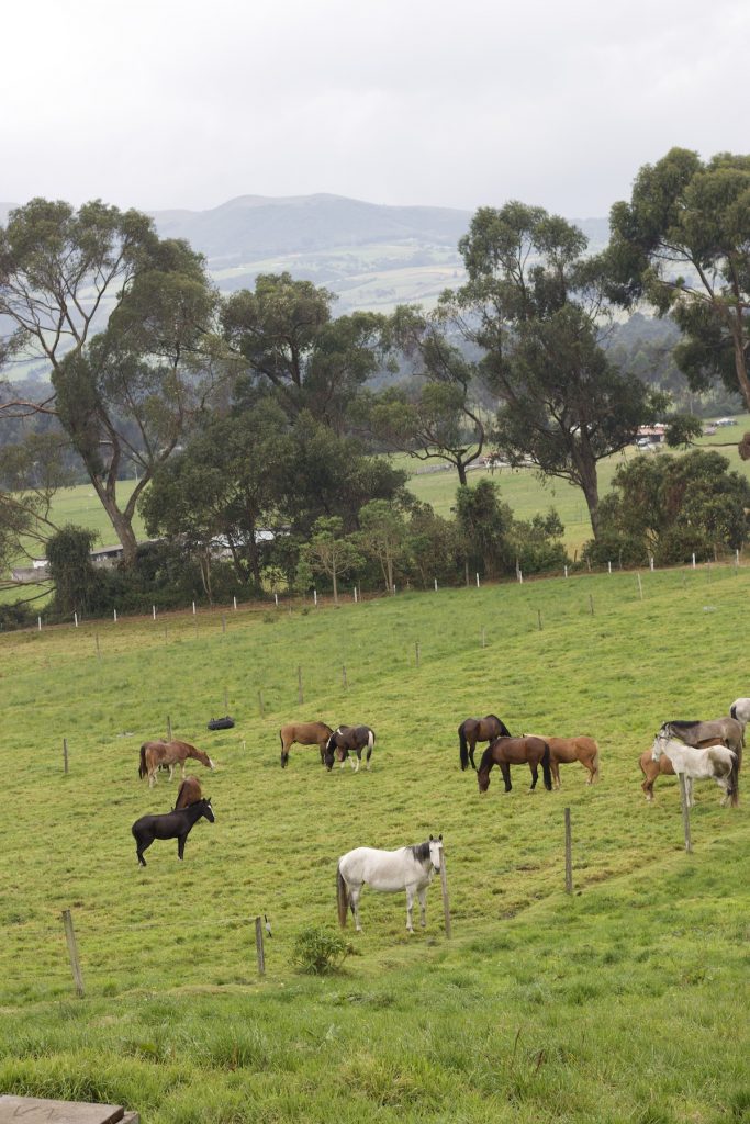 Farm animals (horses) in Ecuador mainland