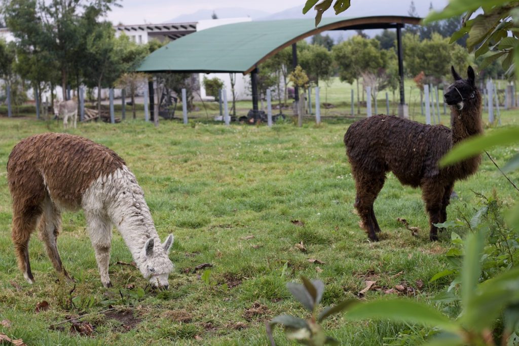 Lamah and alpaca, Ecuador