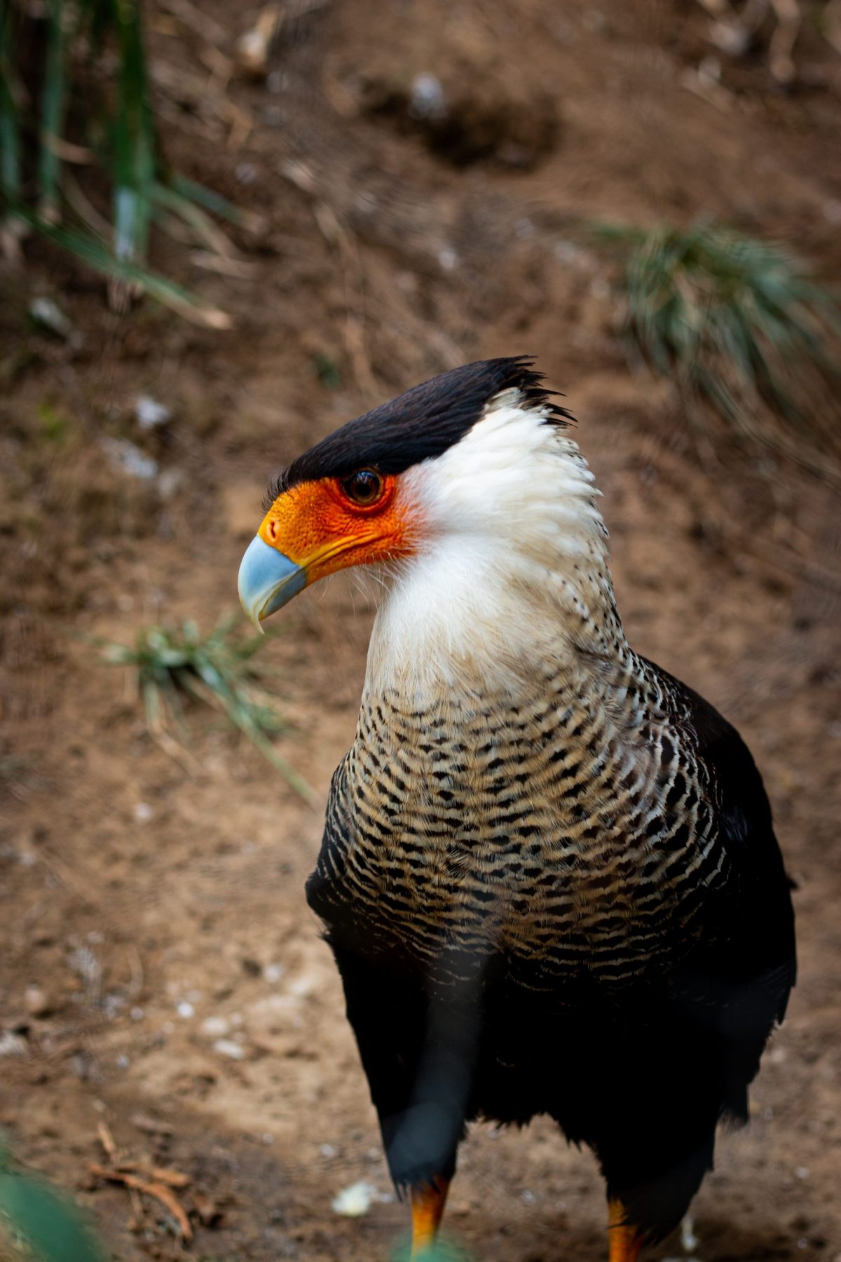 Birds at Amaru Zoológico Bioparque