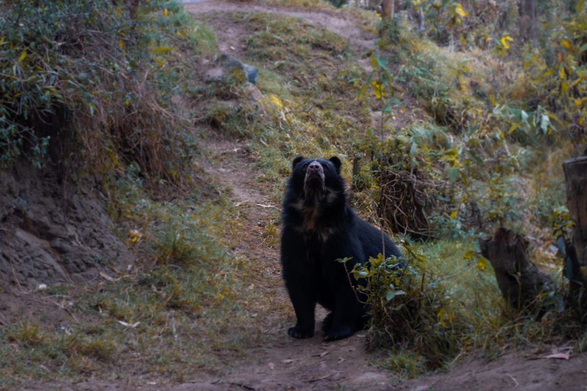 Spectacled bears at Amaru Zoológico Bioparque in Cuenca, Ecuador