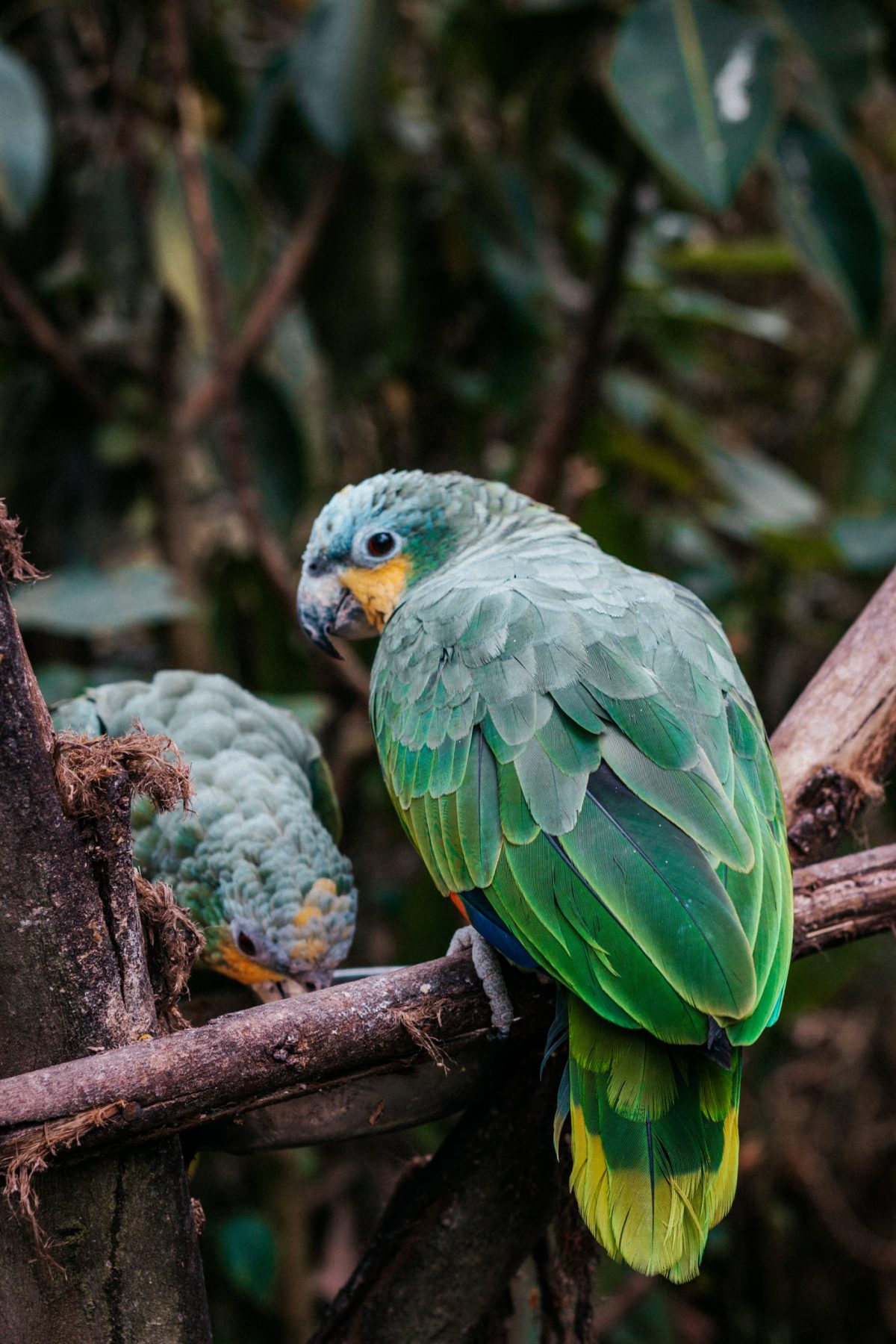 Perret at Amaru Zoológico Bioparque in Cuenca, Ecuador