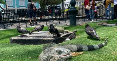 Land iguana at Parque Seminario in Guayaquil