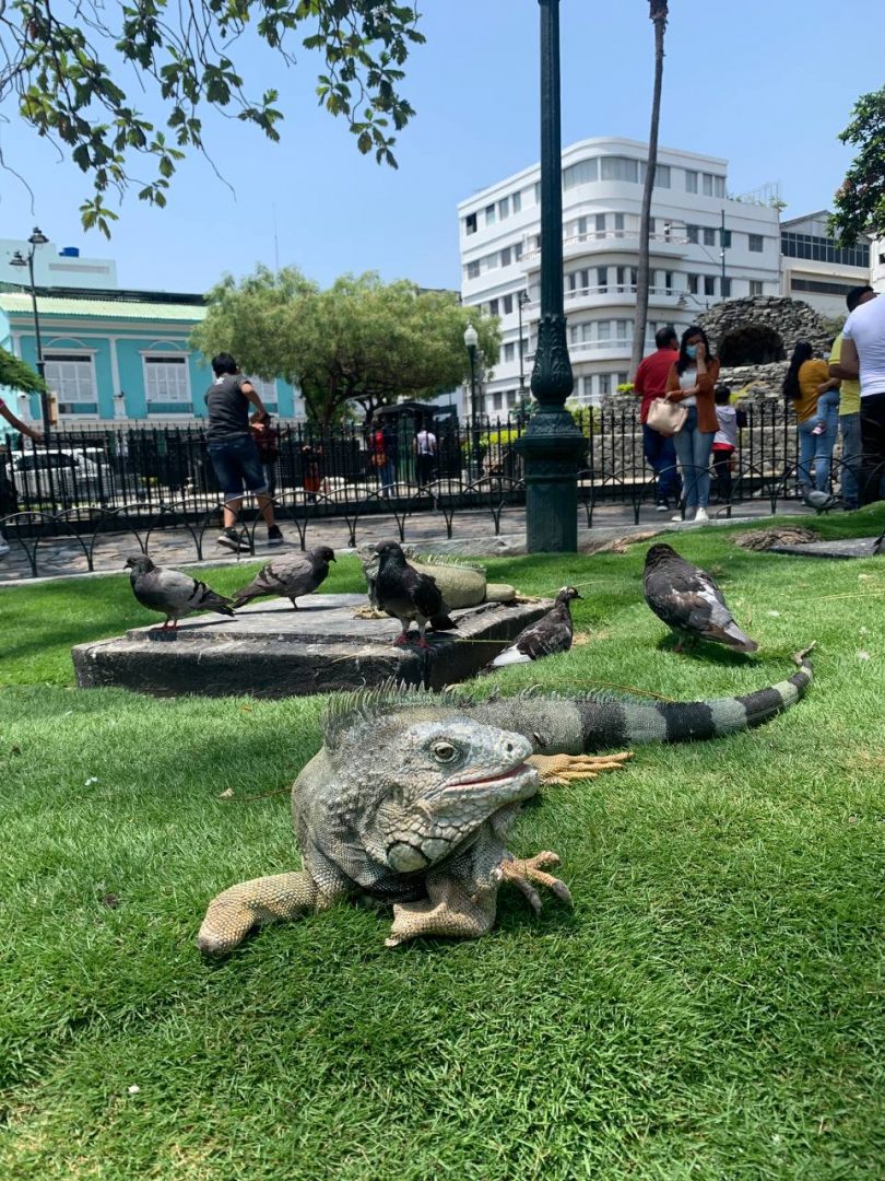 Land iguana at Parque Seminario in Guayaquil